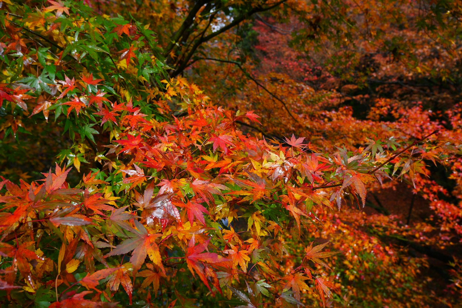 Lebendige Herbstblätter in einer bunten Landschaft