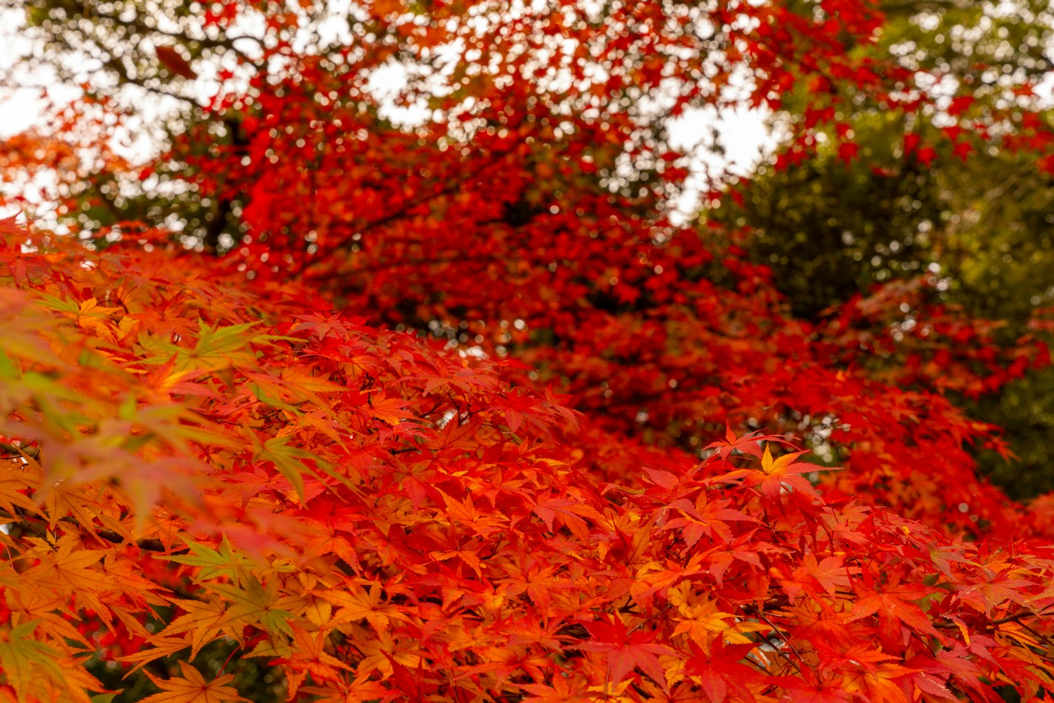 ใบไม้ฤดูใบไม้ร่วงที่มีสีสันสดใสในเฉดสีแดงและส้มสร้างภาพทิวทัศน์ฤดูใบไม้ร่วงที่สวยงาม