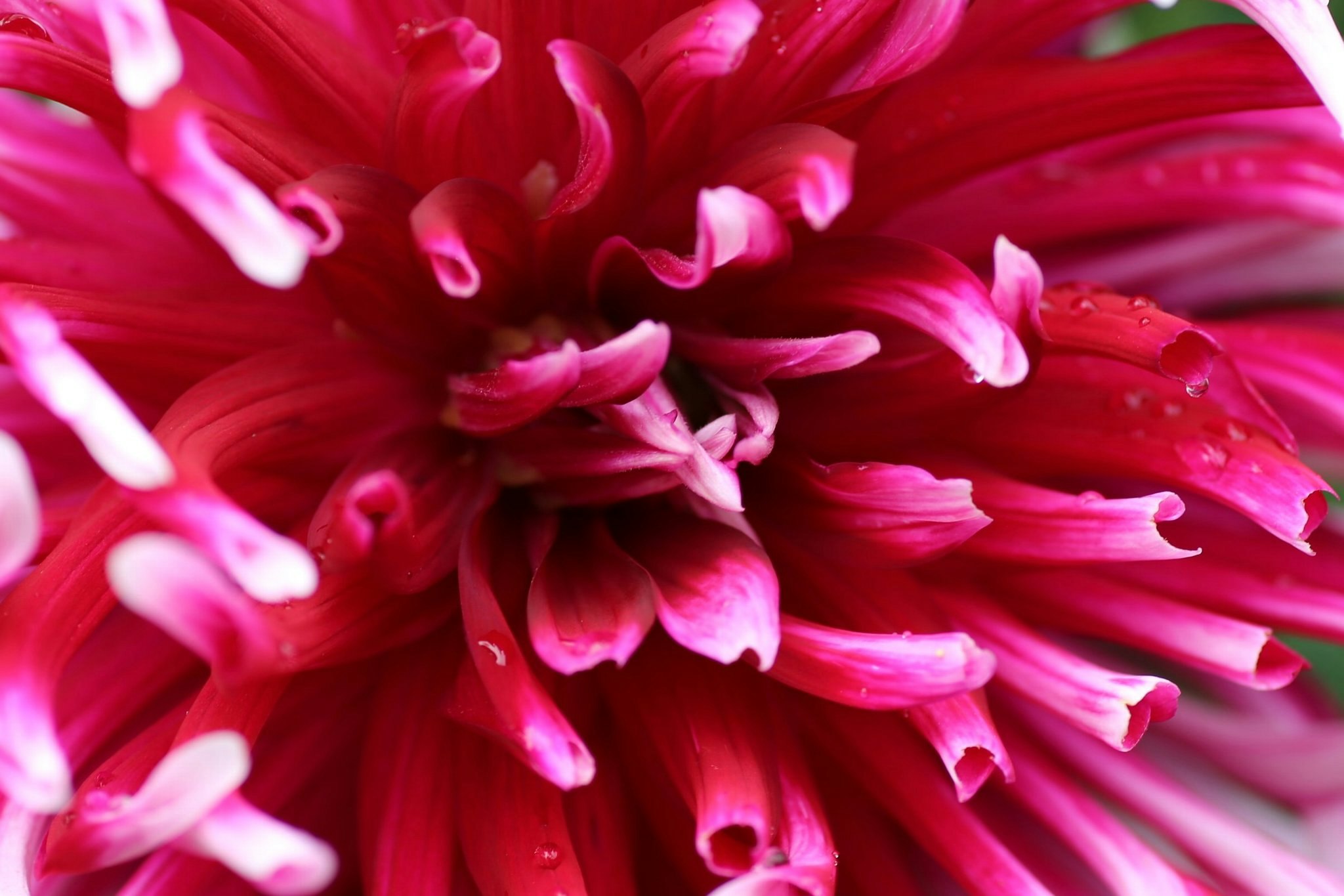 濃いピンクの花びらが広がるマクロの花