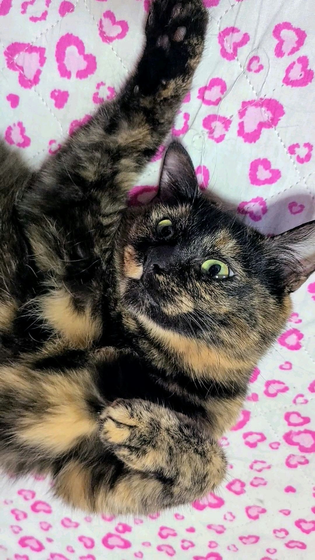保護猫のくつろぐ猫がピンク柄の布の上で見つめる