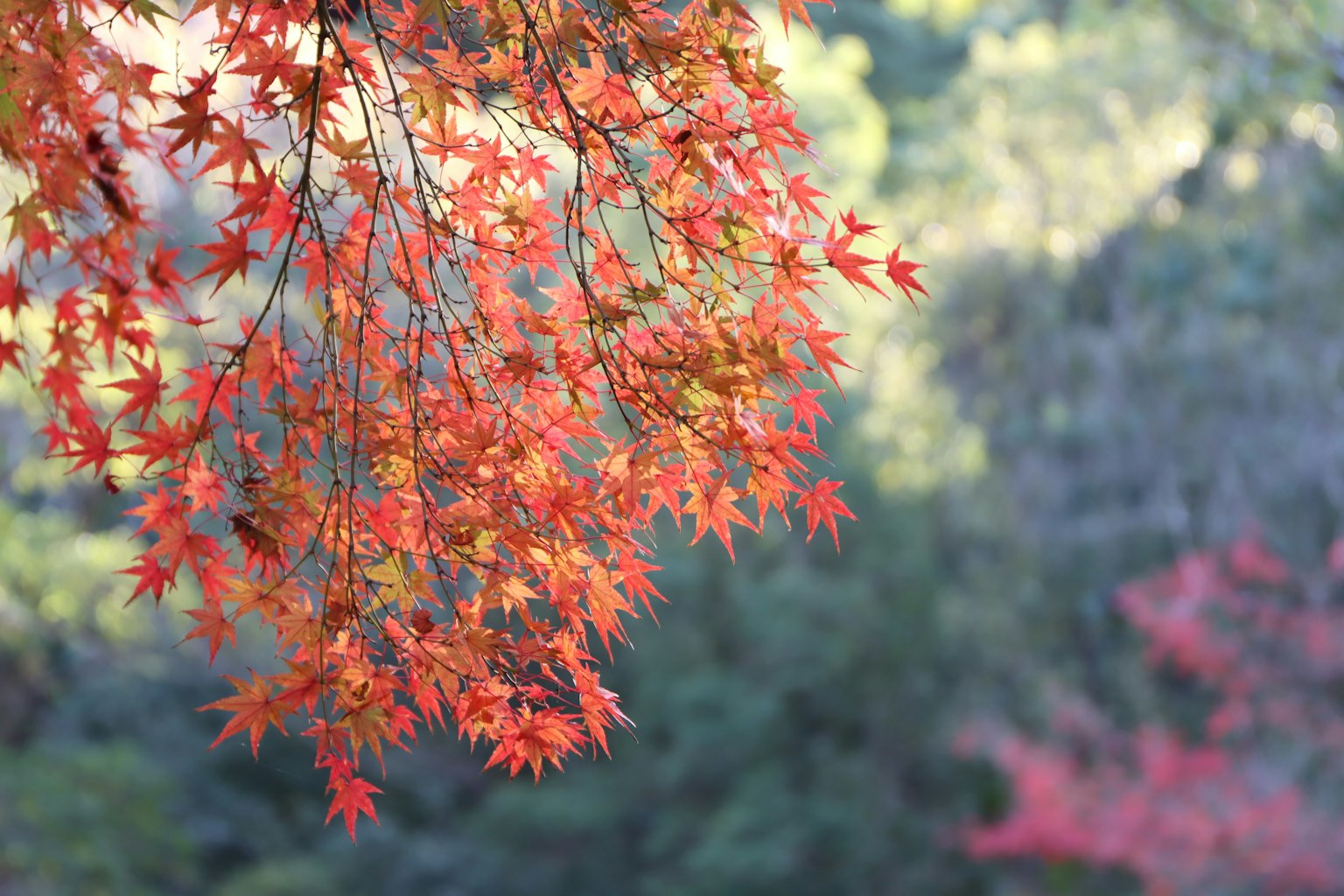 Vibrant red maple leaves on a branch with a blurred green background