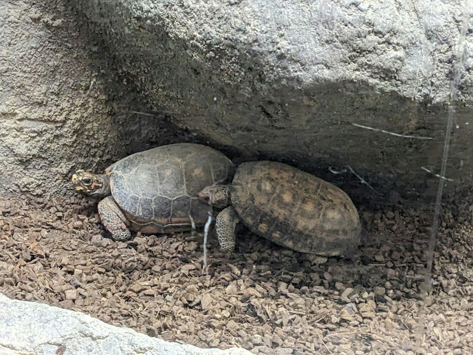 Two turtles nestled under a rock
