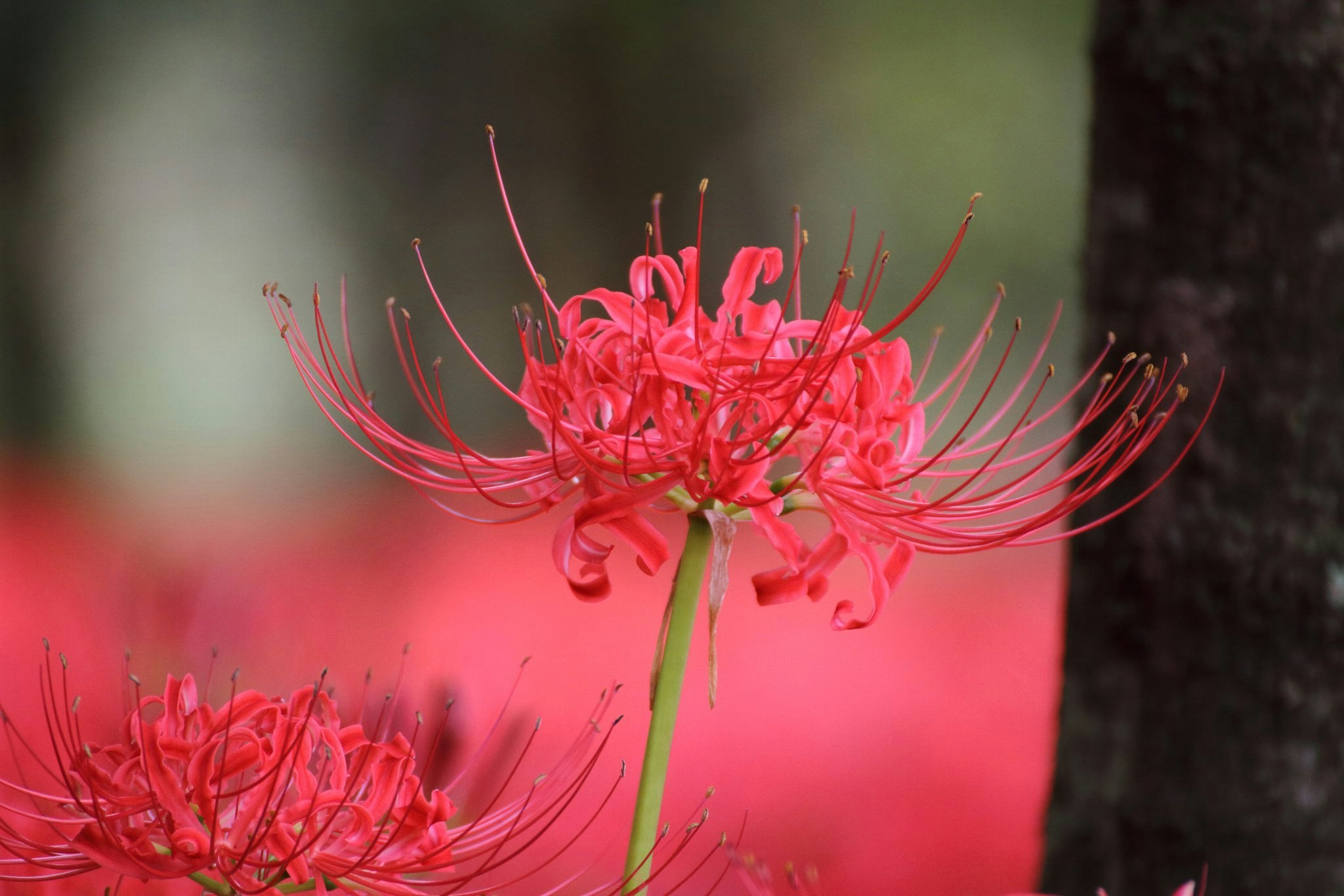 赤い彼岸花の花と細い花糸のクローズアップ