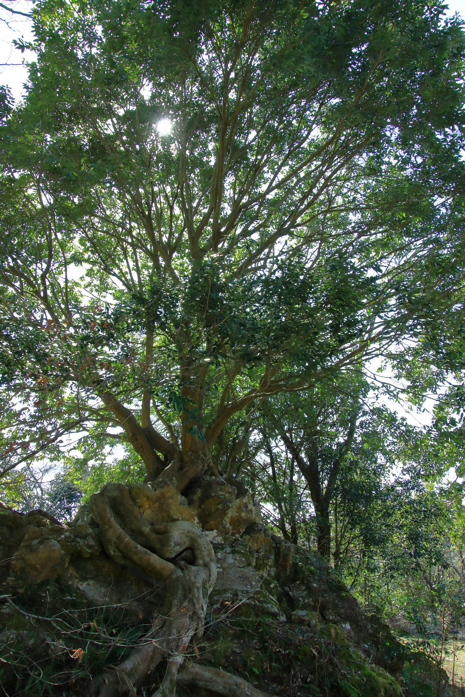 Großer Baum mit sich ausbreitenden Ästen in einer üppigen grünen Landschaft