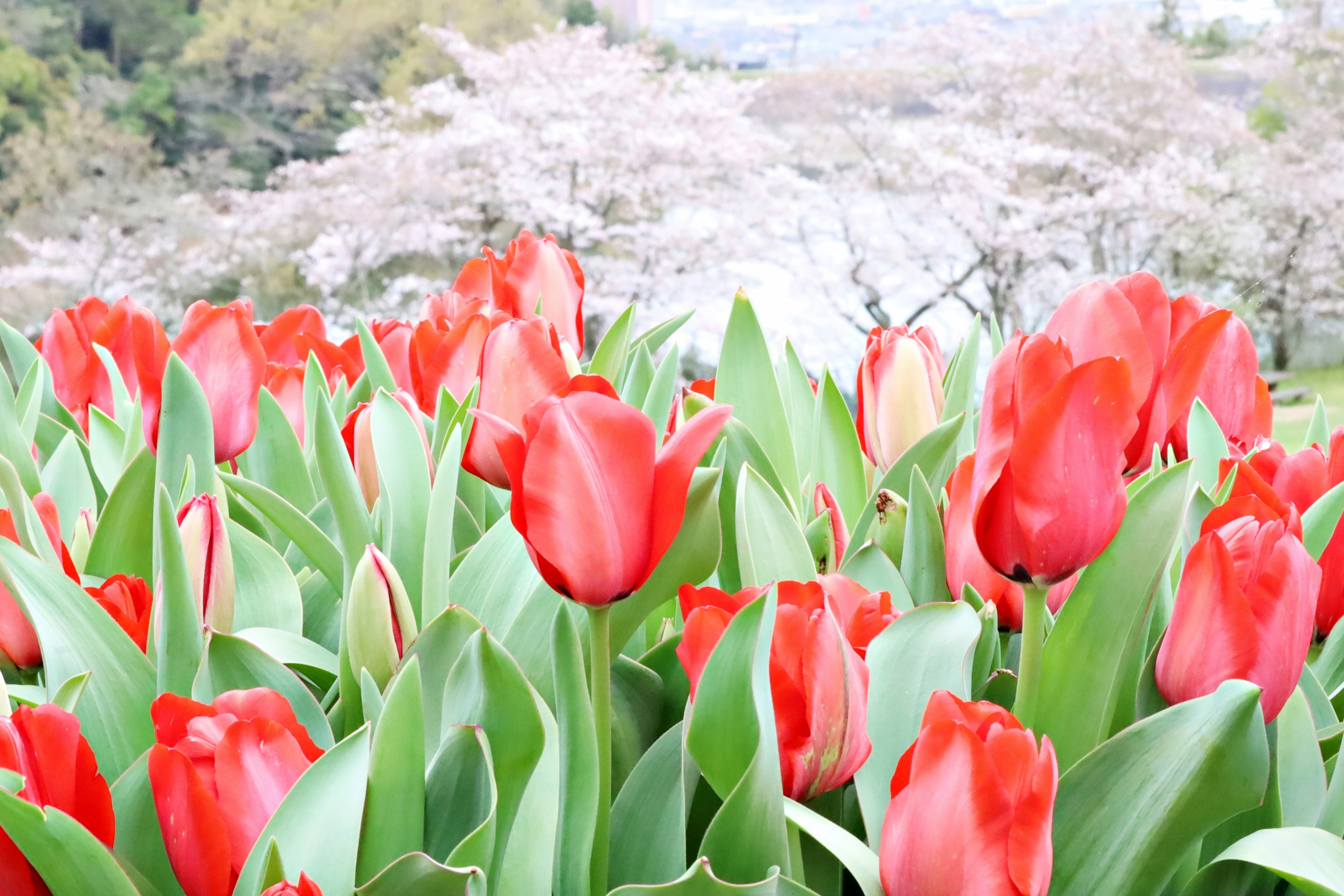 赤いチューリップが咲き並ぶ花畑