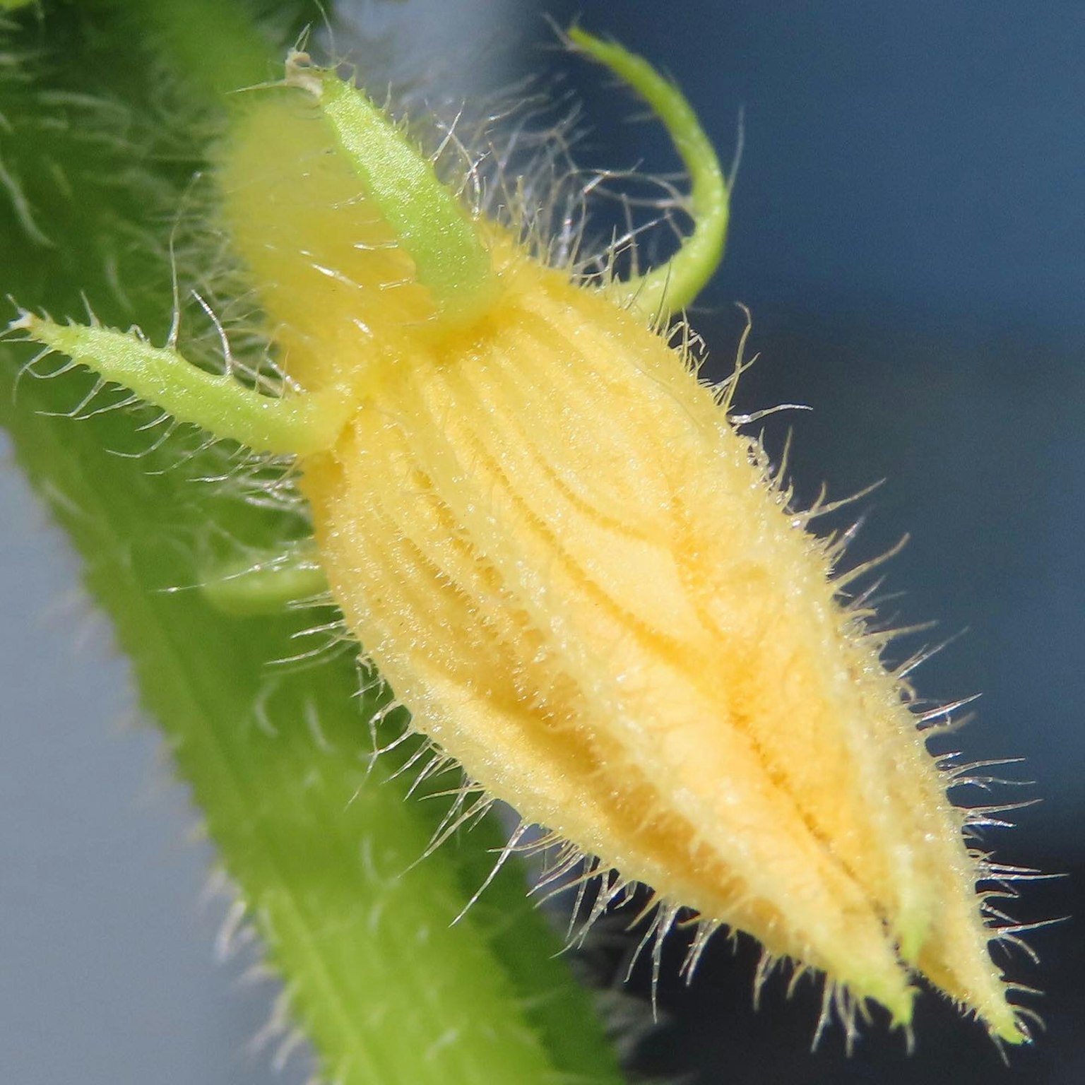 Close-up image of a plant bud with yellow petals
