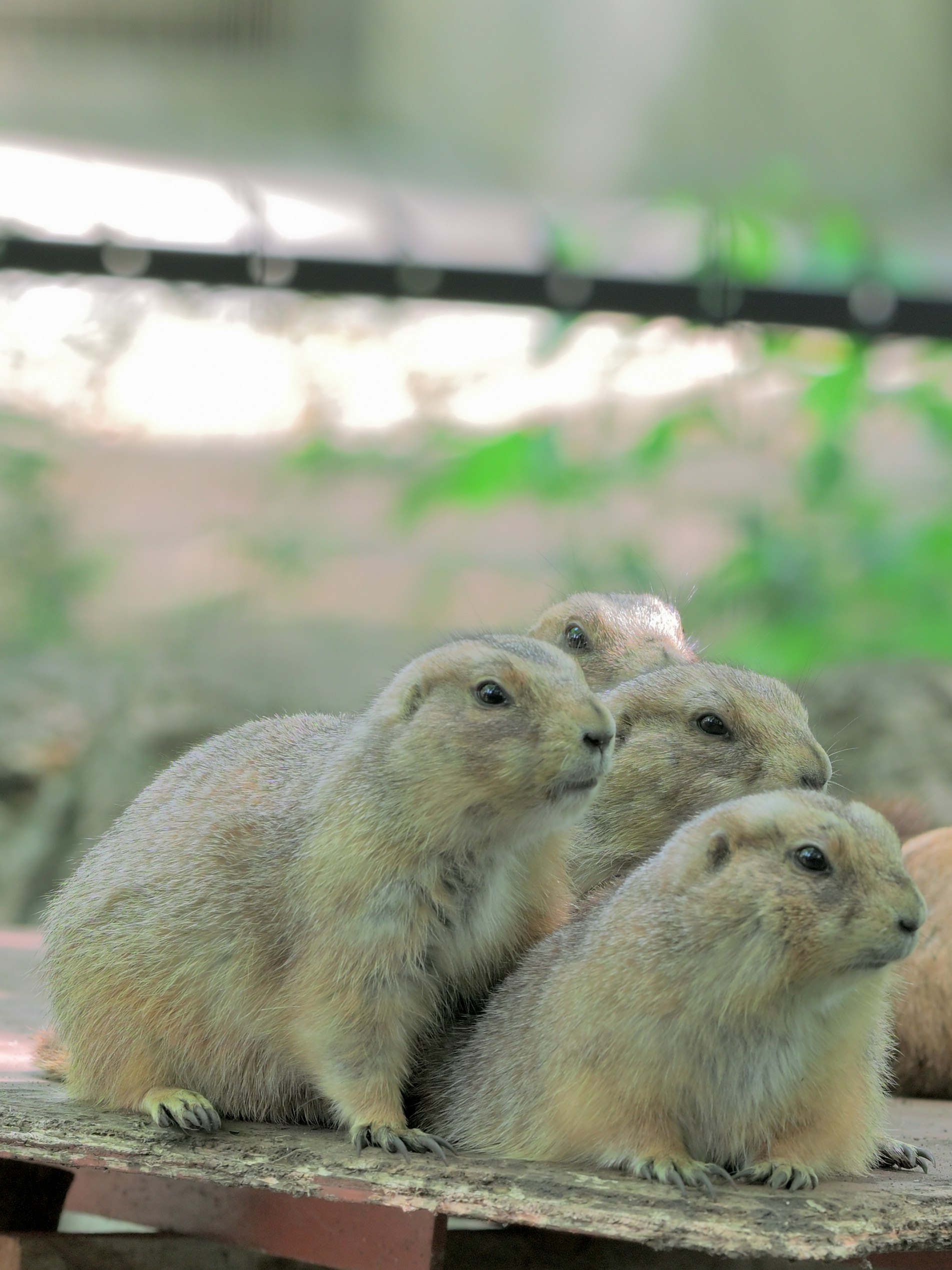寄り添うカピバラの親子