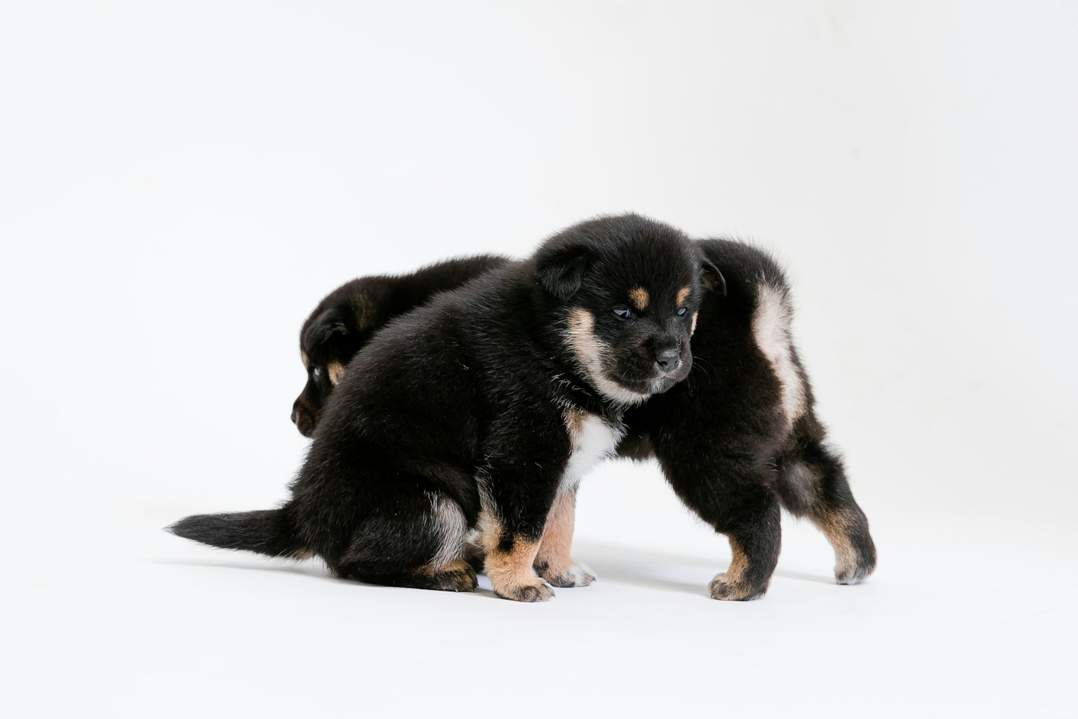 Dos adorables cachorros negros jugando juntos