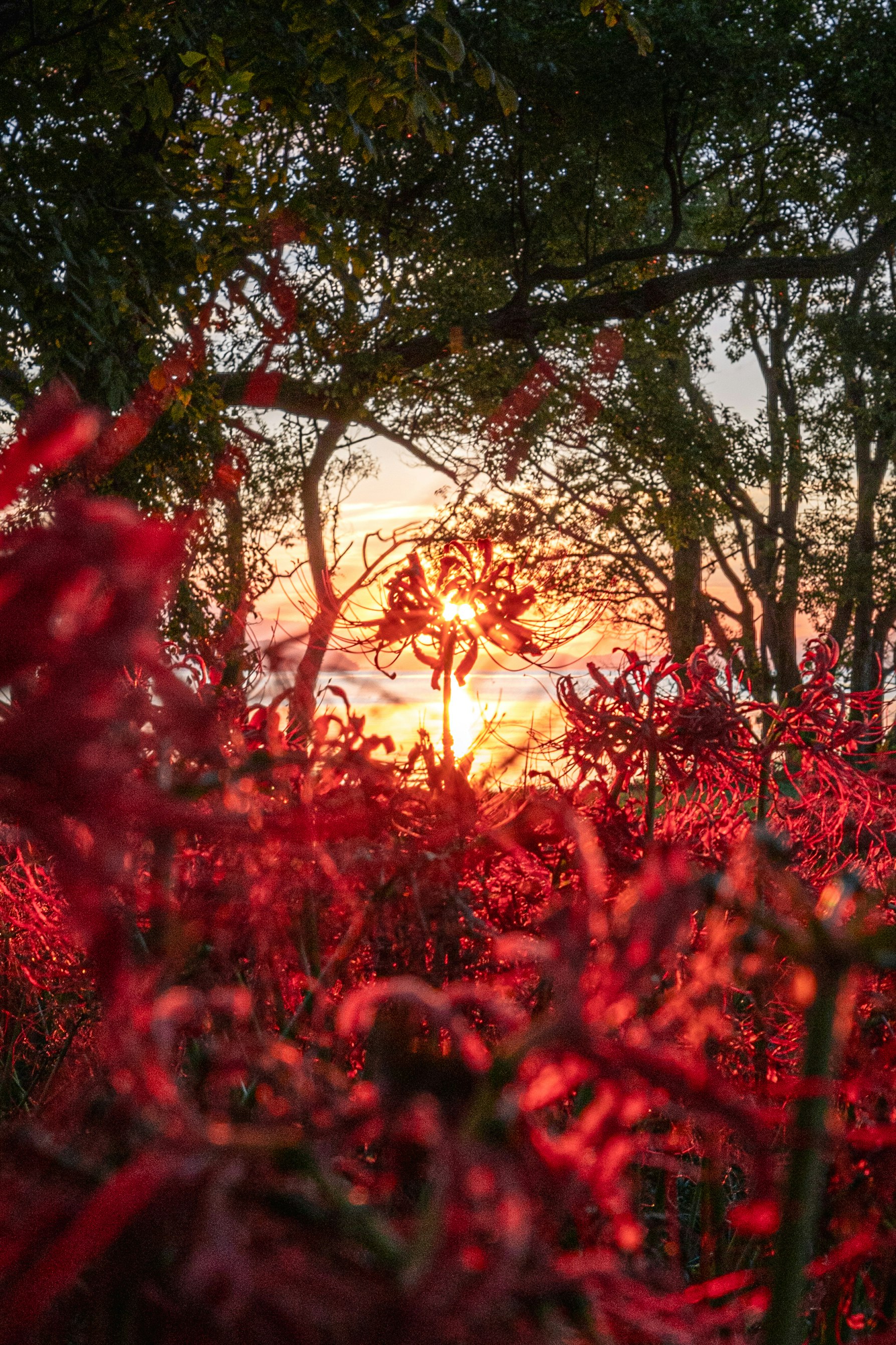 夕日に照らされる木々と赤い花の群れ