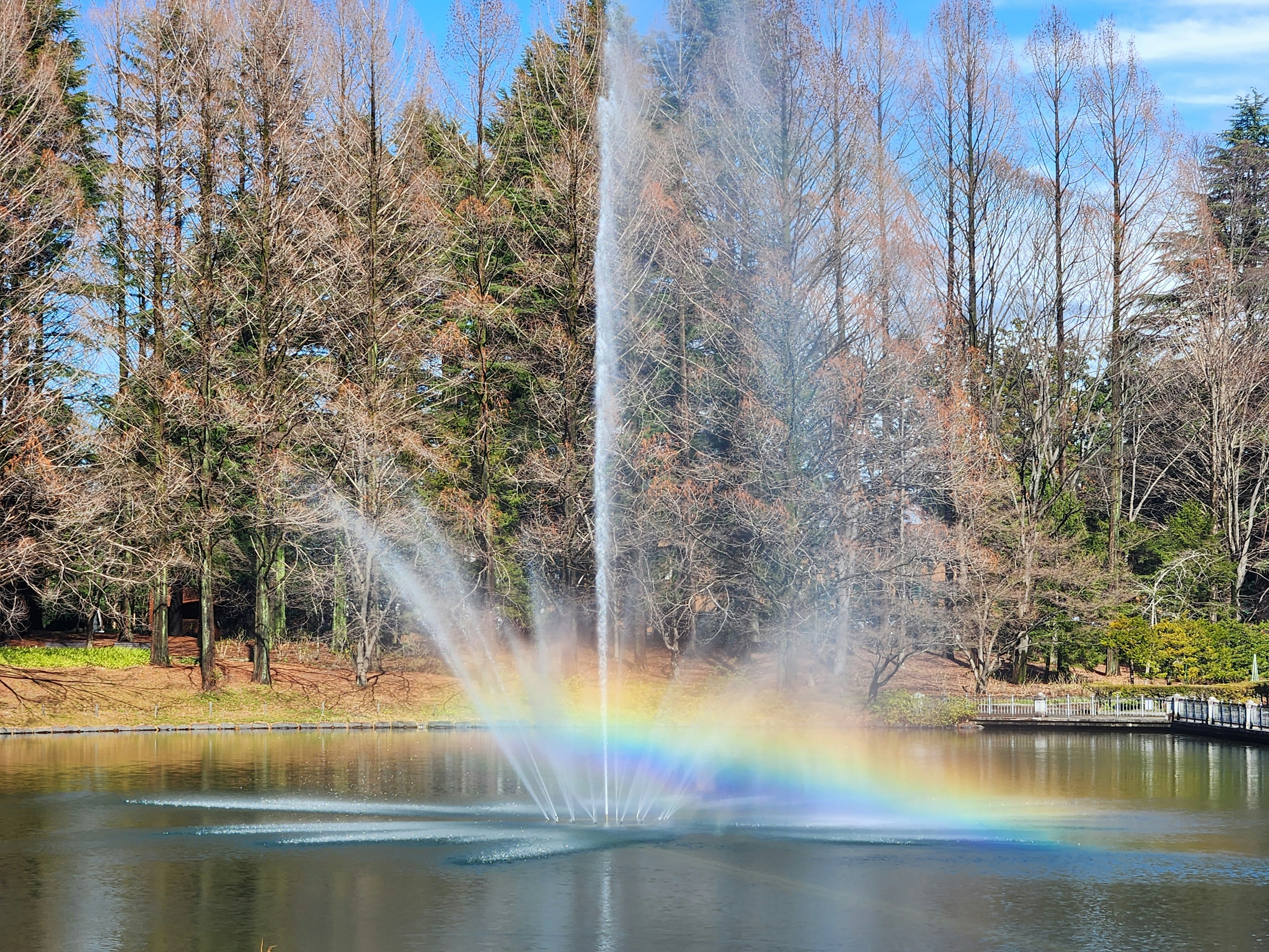 宇都宮市中央公園の池にかかる虹のある自然風景