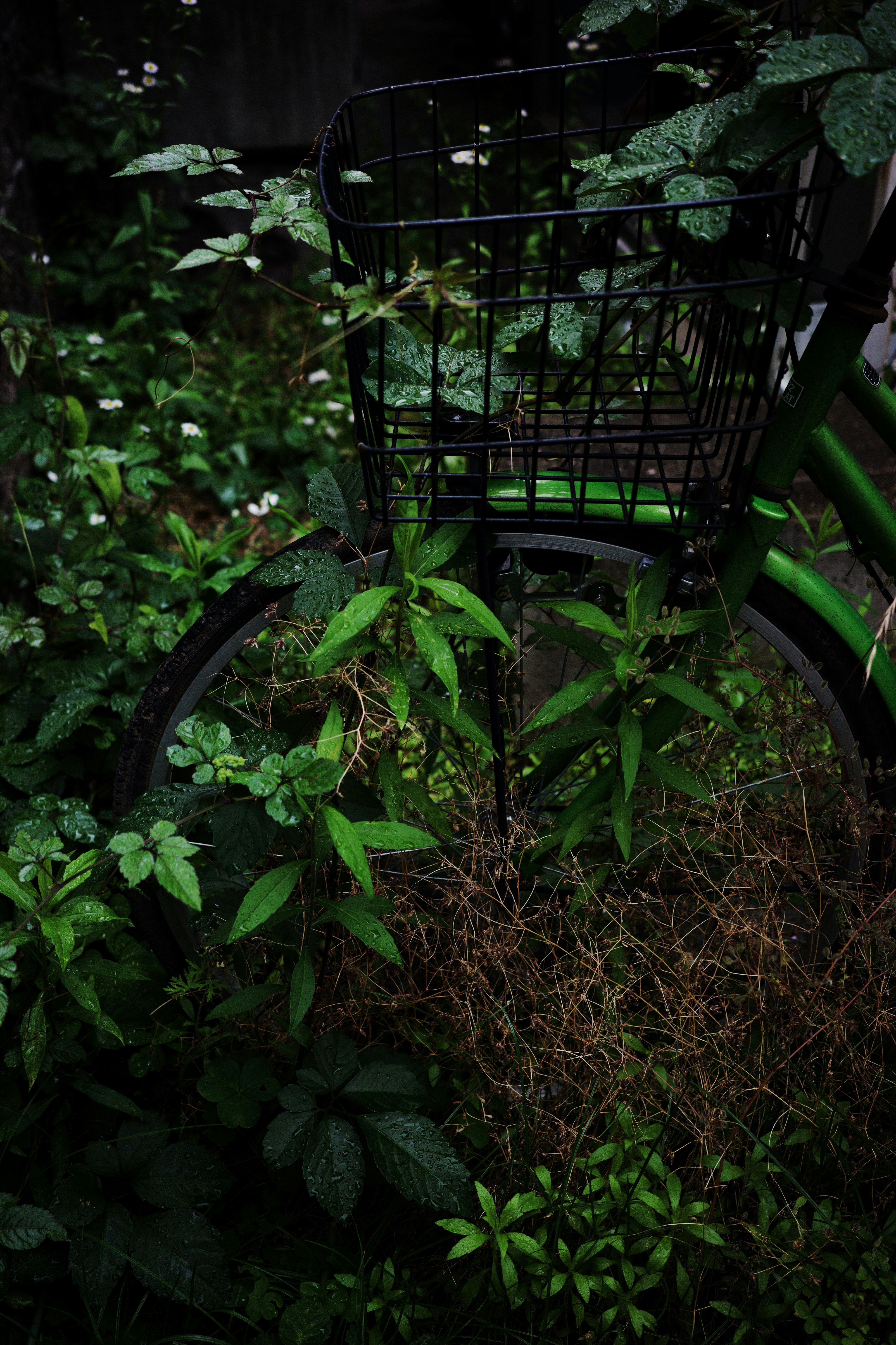 雨天巷弄裡被綠植環繞的自行車