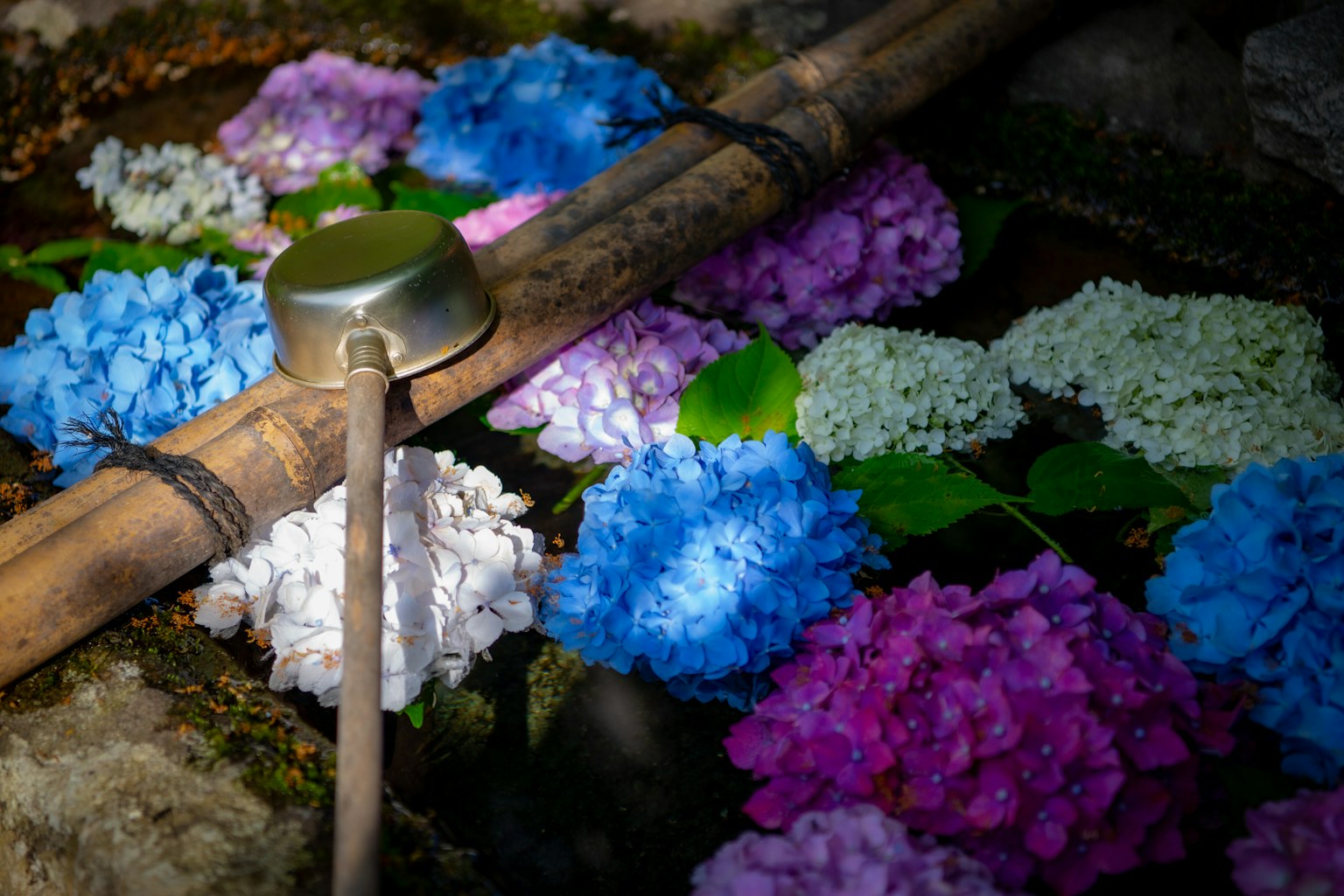 Une cuillère en bambou repose à côté de vibrantes hortensias bleus et violets flottant sur l'eau