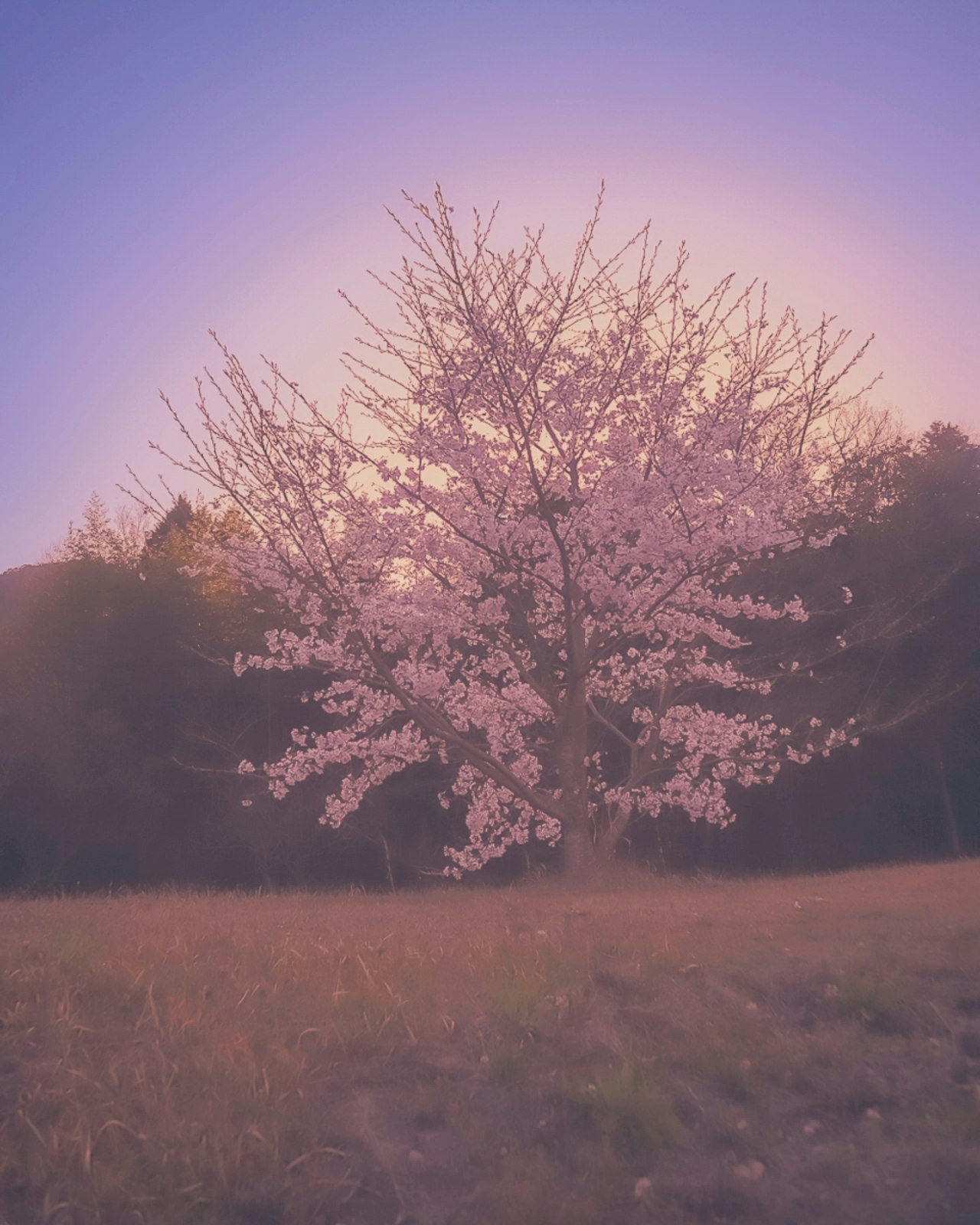 un cerisier en fleurs solitaire dans un champ de printemps brumeux