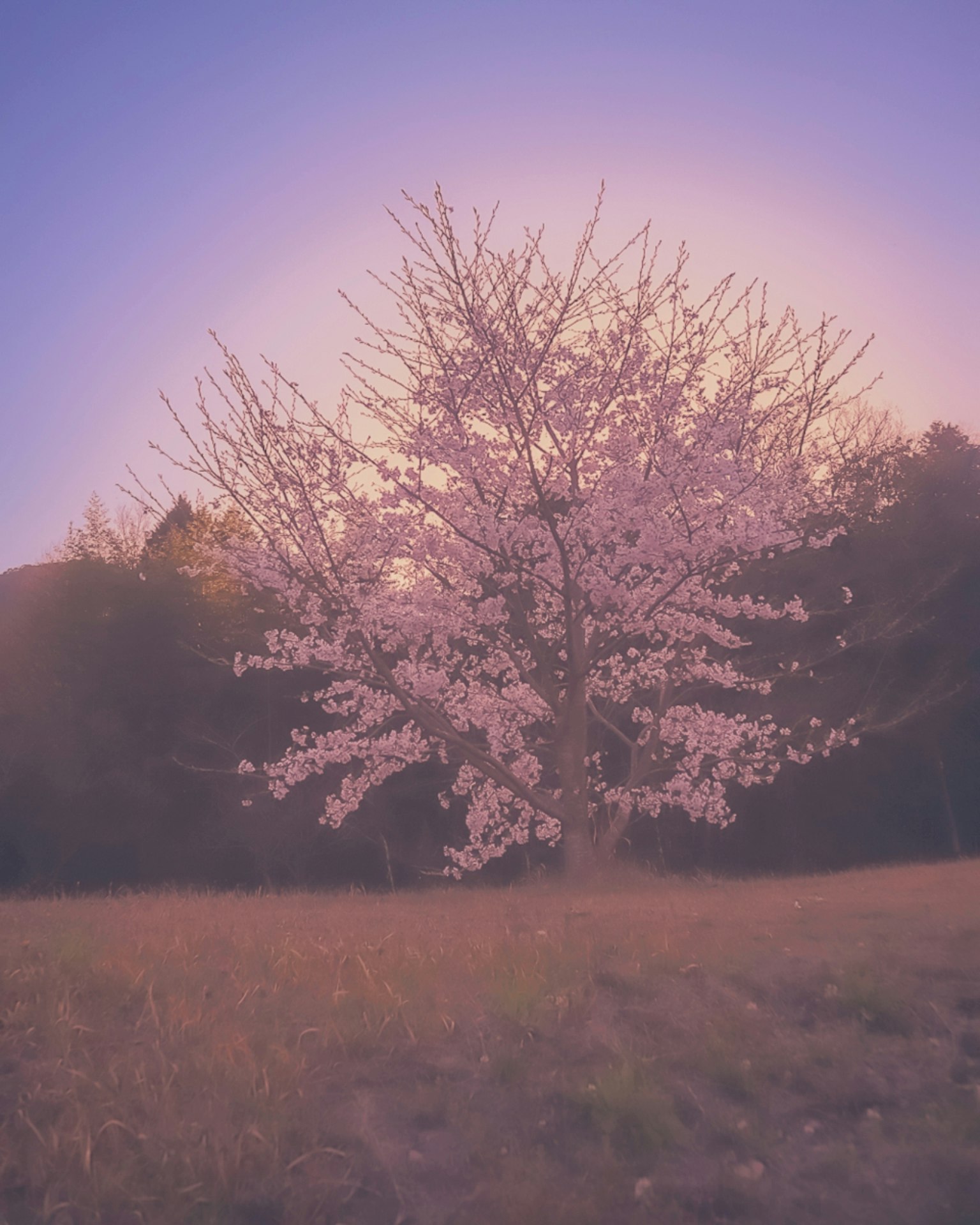 Pohon sakura yang mekar saat senja