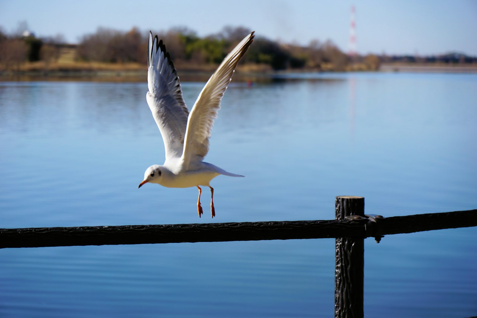 Seagull taking off from a fence by the water