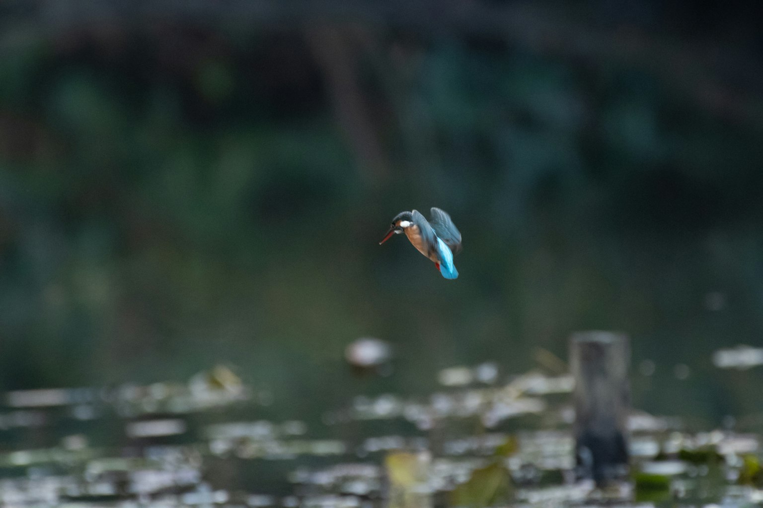 Burung kingfisher terbang di atas air dengan bulu biru dan perut oranye
