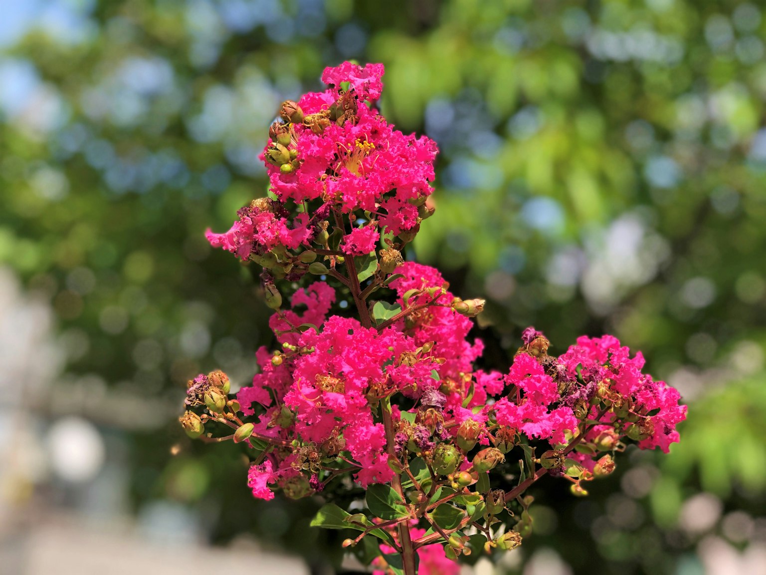 Fiori rosa vivaci che sbocciano su un ramo d'albero