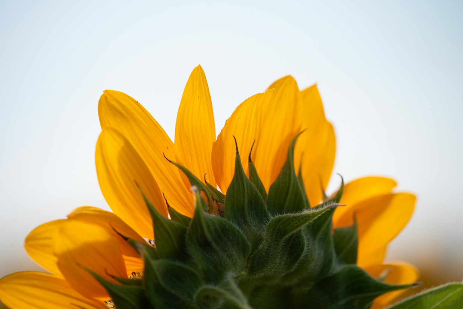 Close-up of a sunflower from the back showcasing bright yellow petals and green leaves