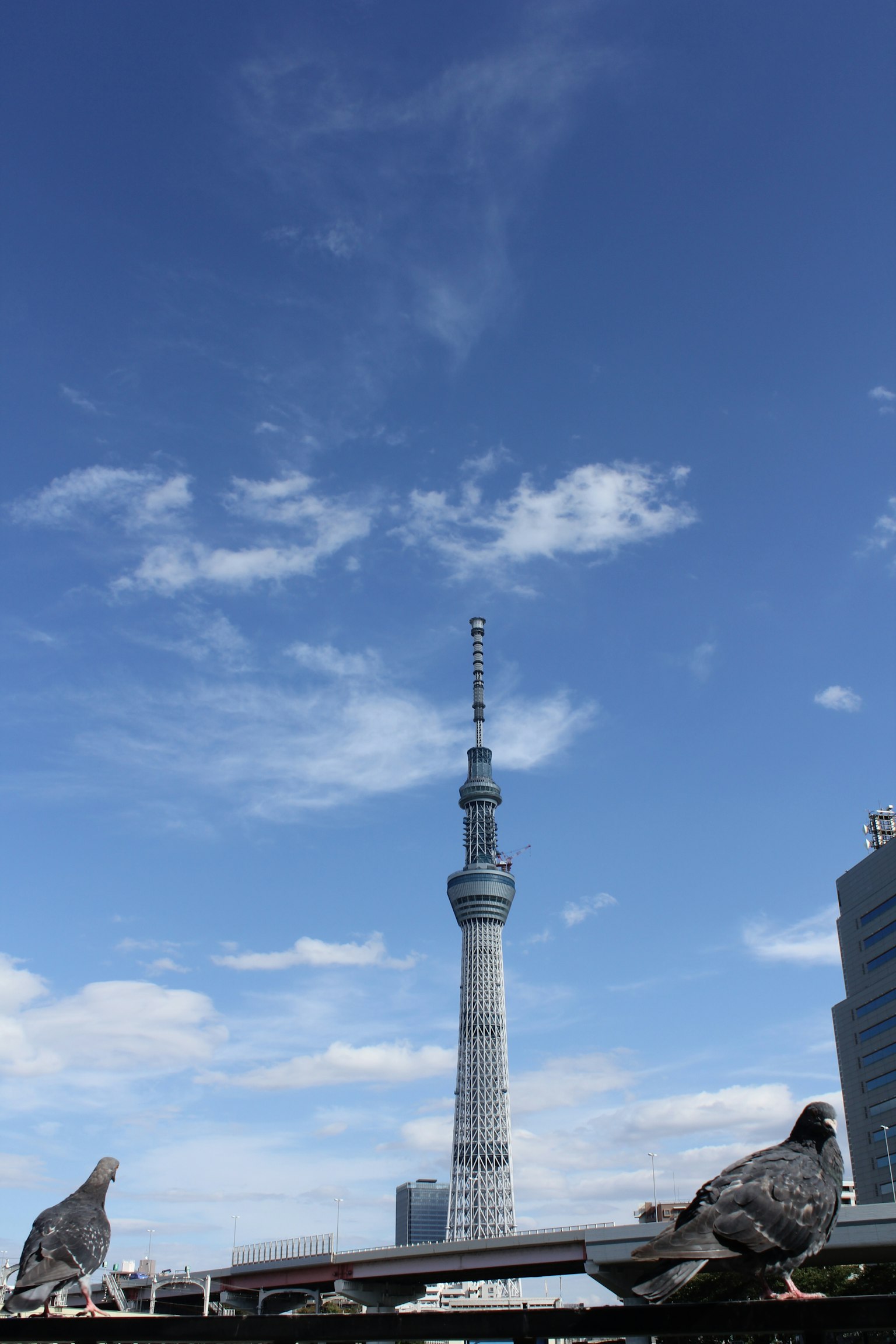 前景中的鸽子与背景中的东京天空树和蓝天