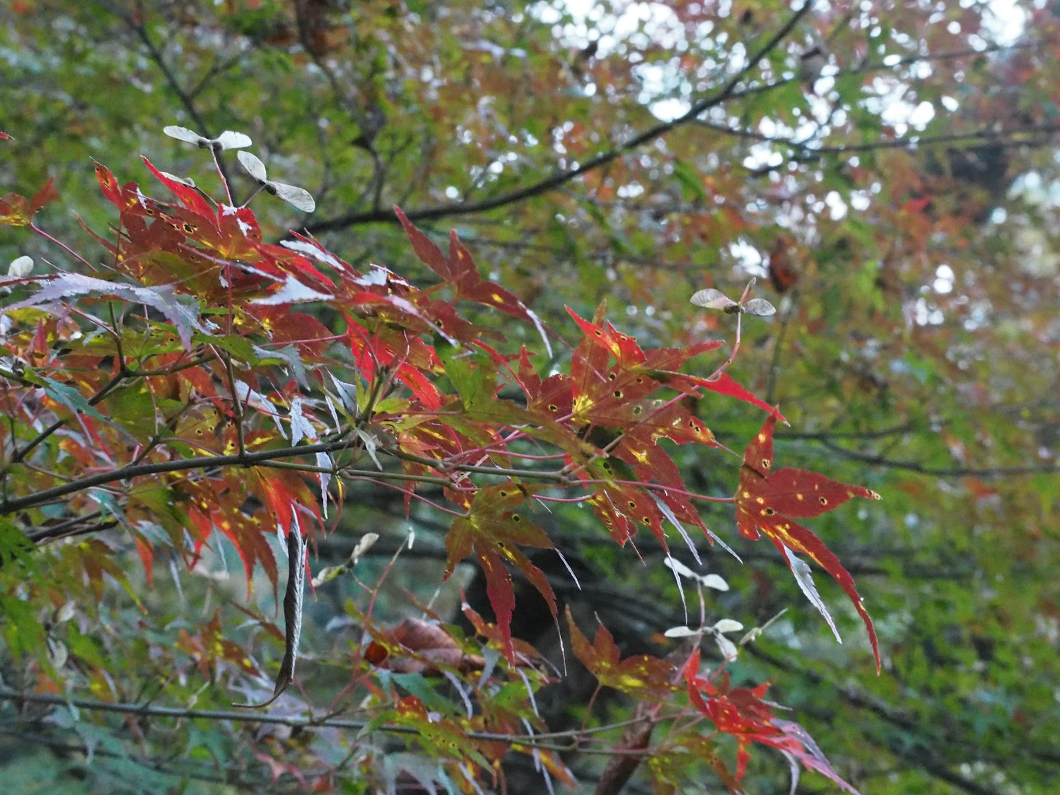 Vibrant autumn leaves in shades of red and orange against a blurred green background