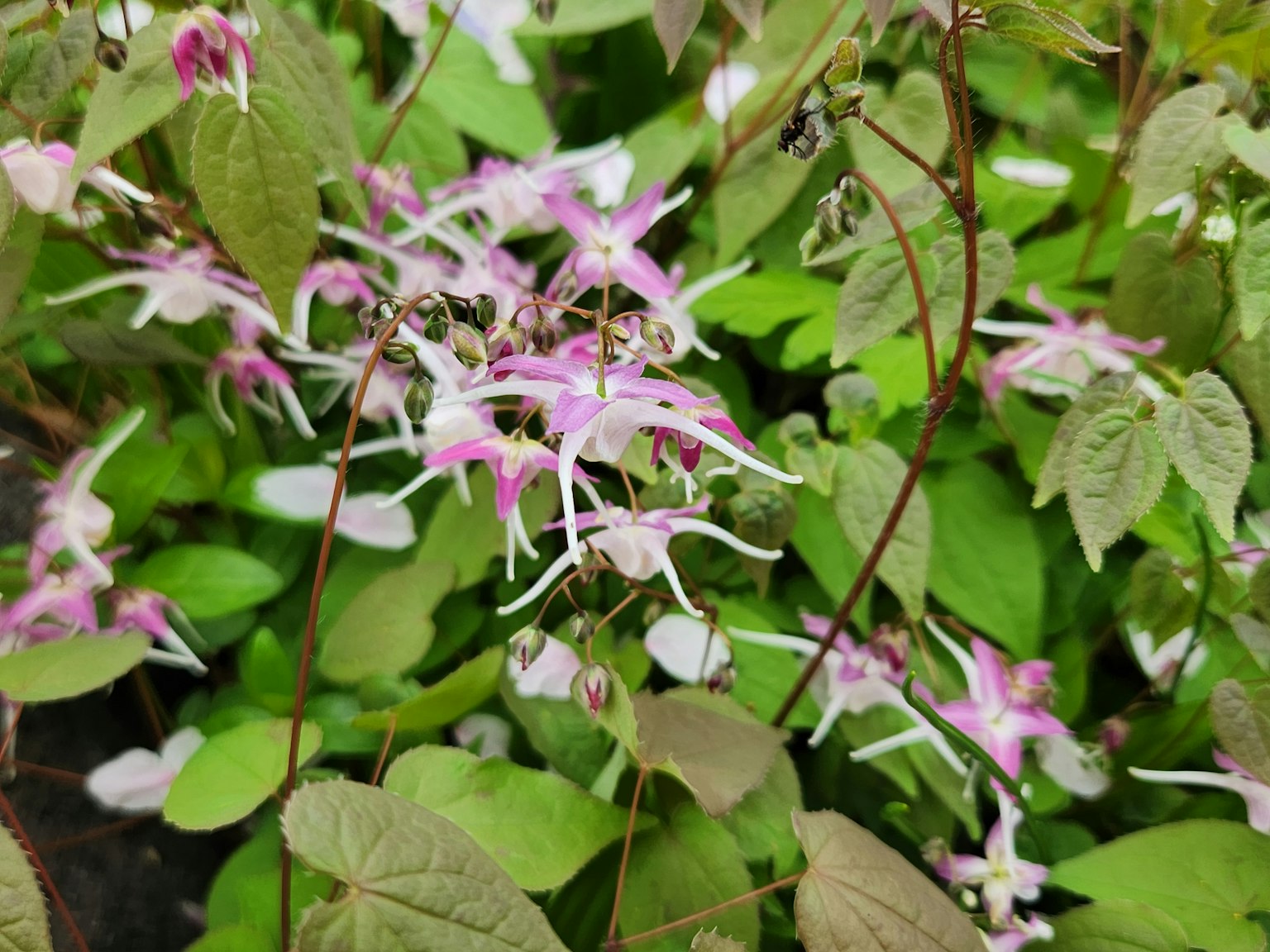 特写镜头的植物，带有粉色花朵和绿色叶子