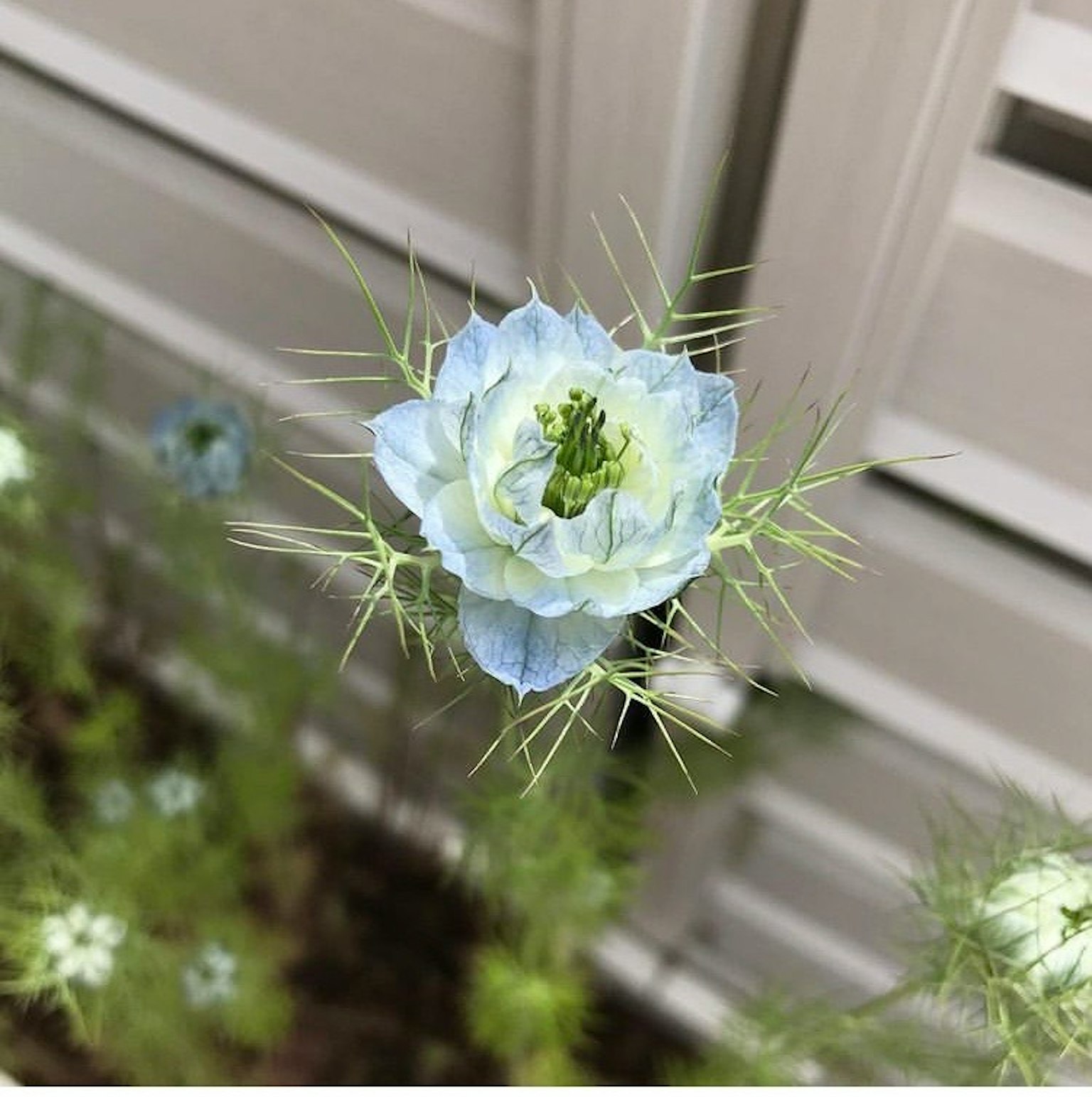Una flor azul clara con hojas delicadas de una planta de Nigella