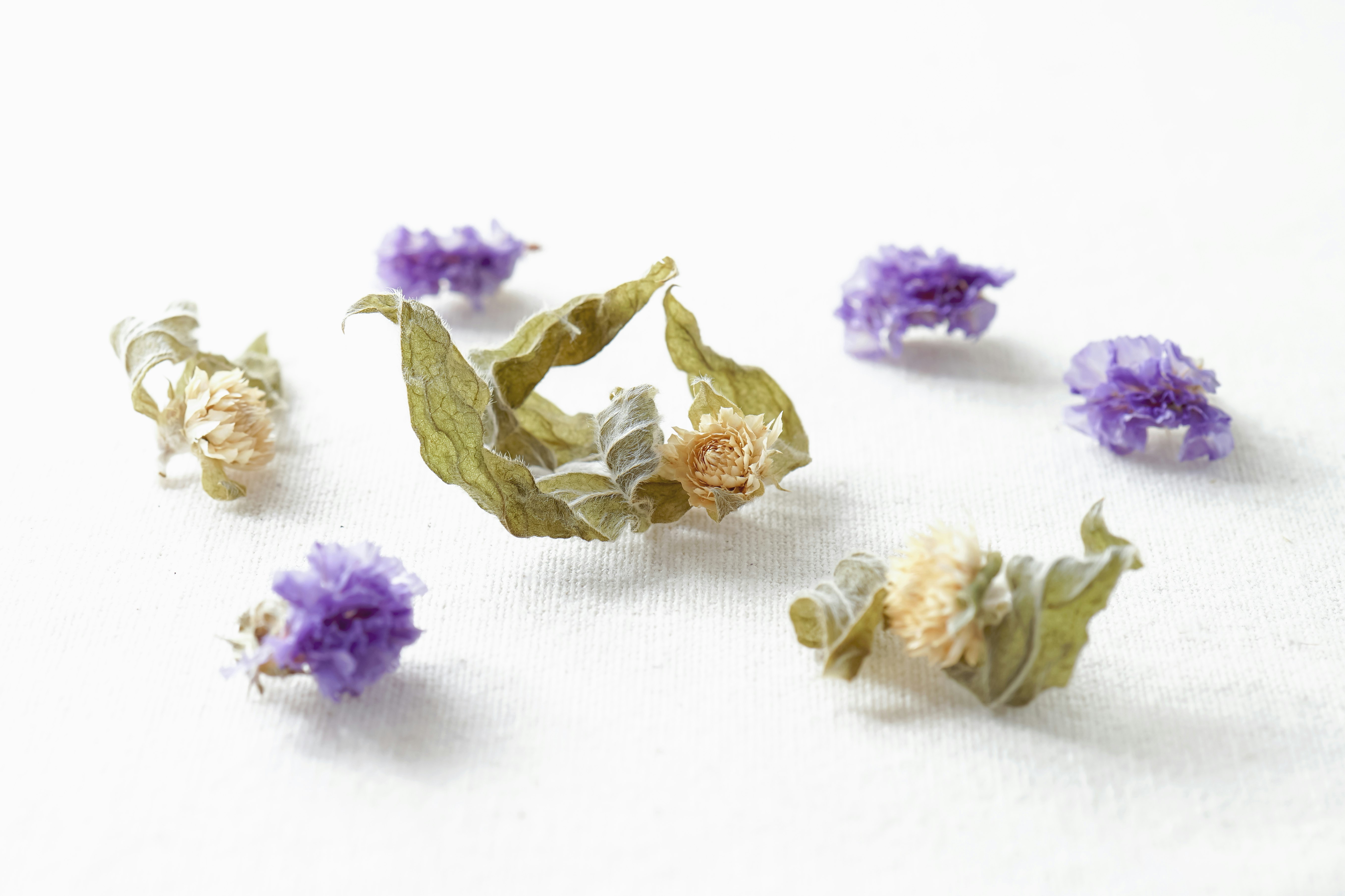 白い背景に散らばるドライフラワーと紫の花