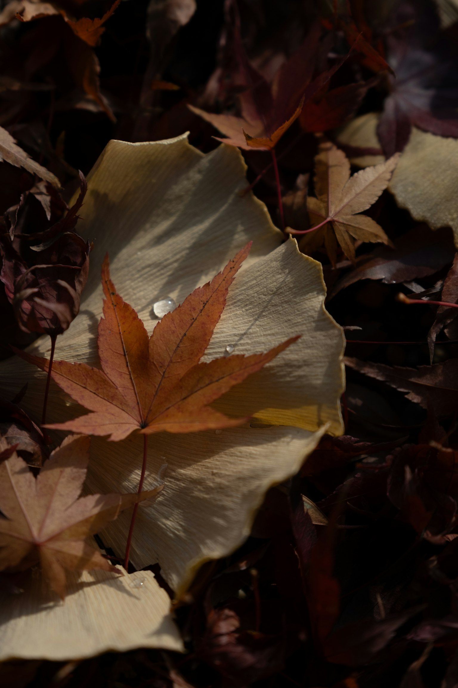 Rote Ahornblätter auf weißen Blättern im herbstlichen Laub