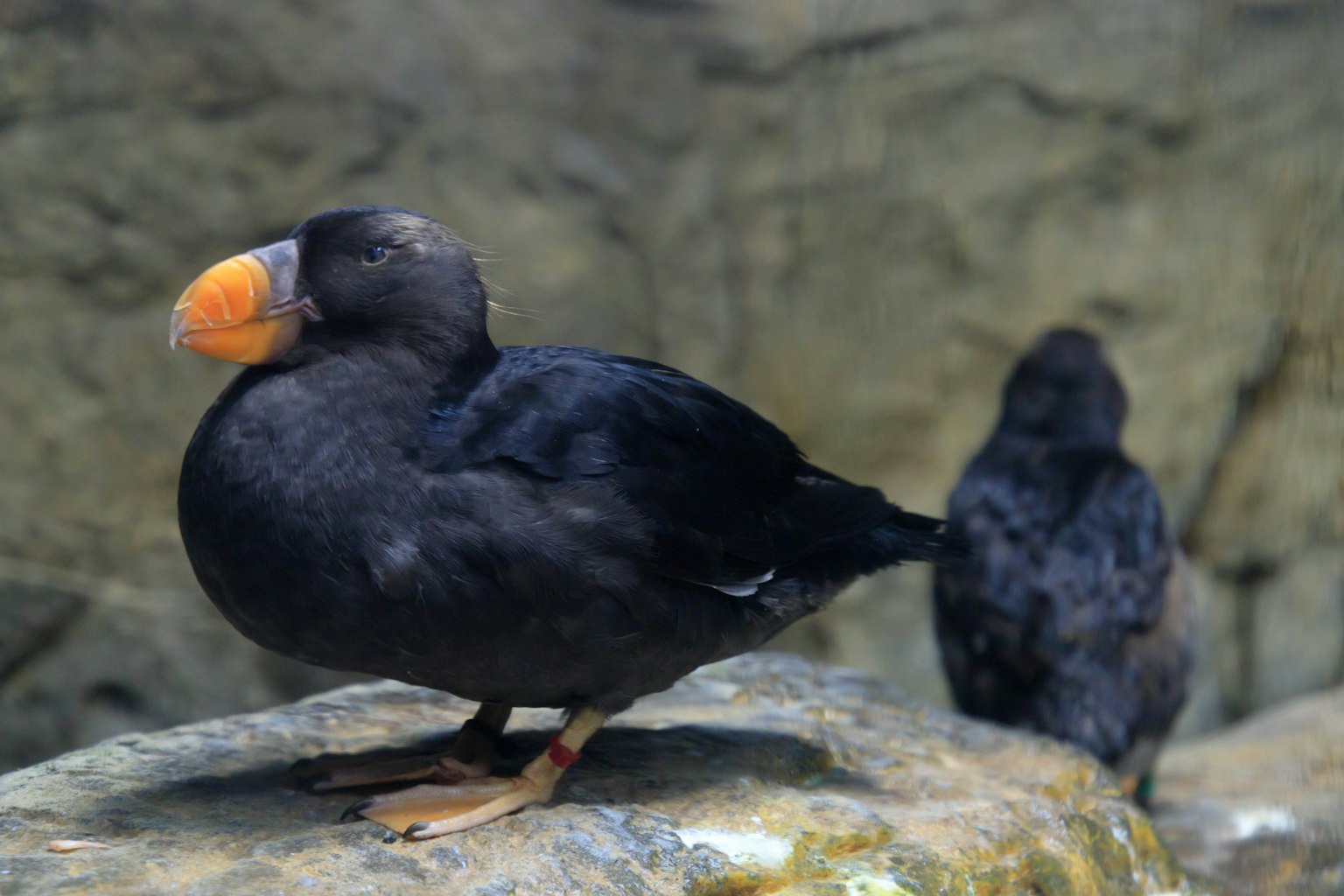 Un ave de plumas negras posada sobre una roca con un pico naranja