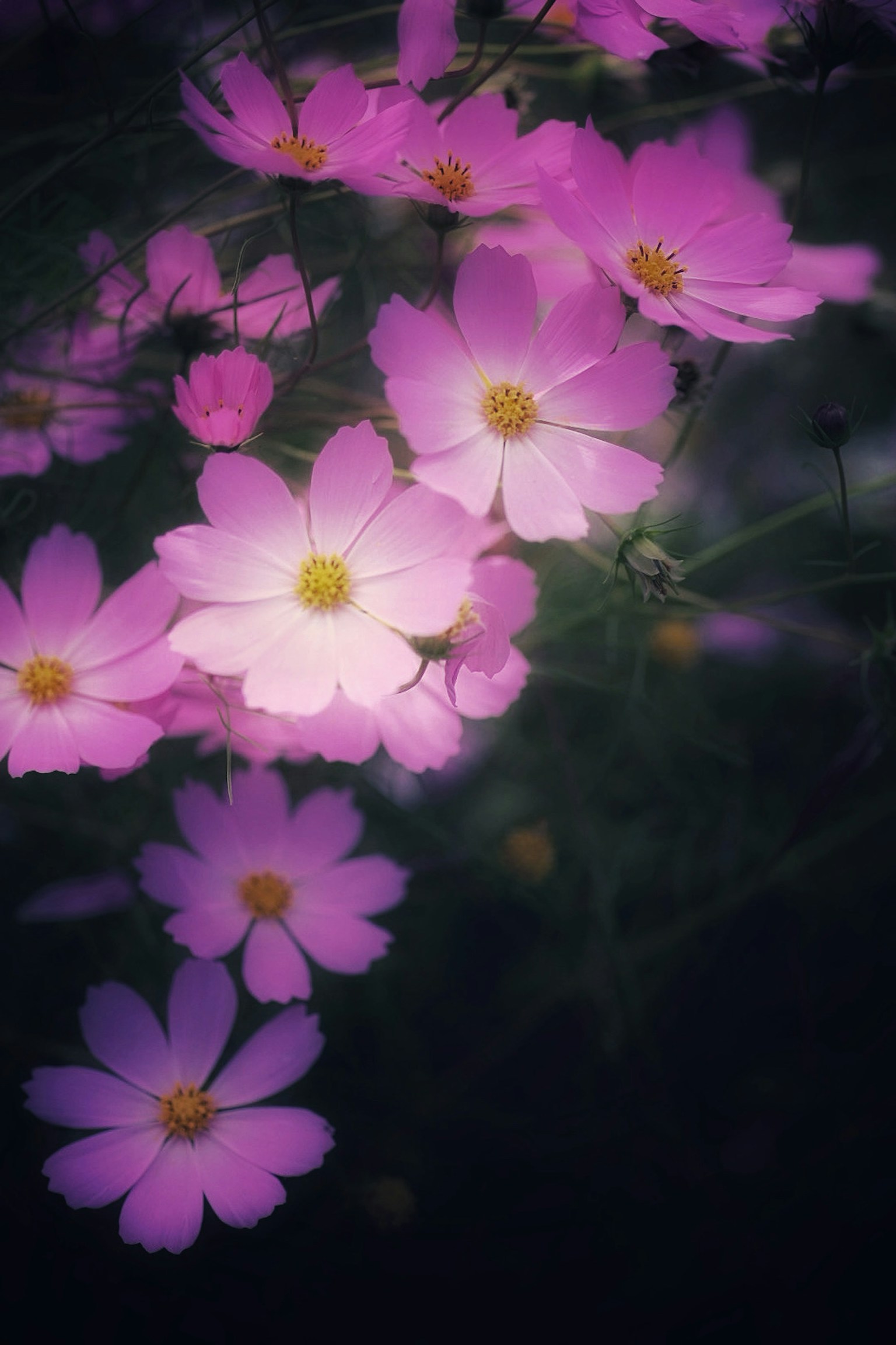 Acercamiento de flores rosas con centros amarillos