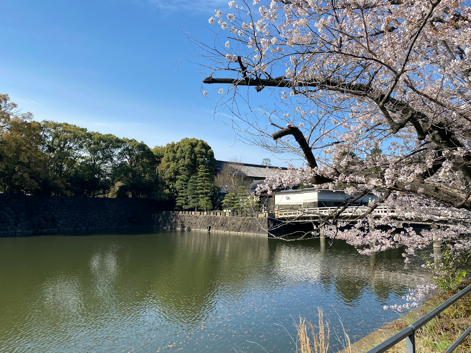 Pemandangan pohon sakura di tepi kolam tenang
