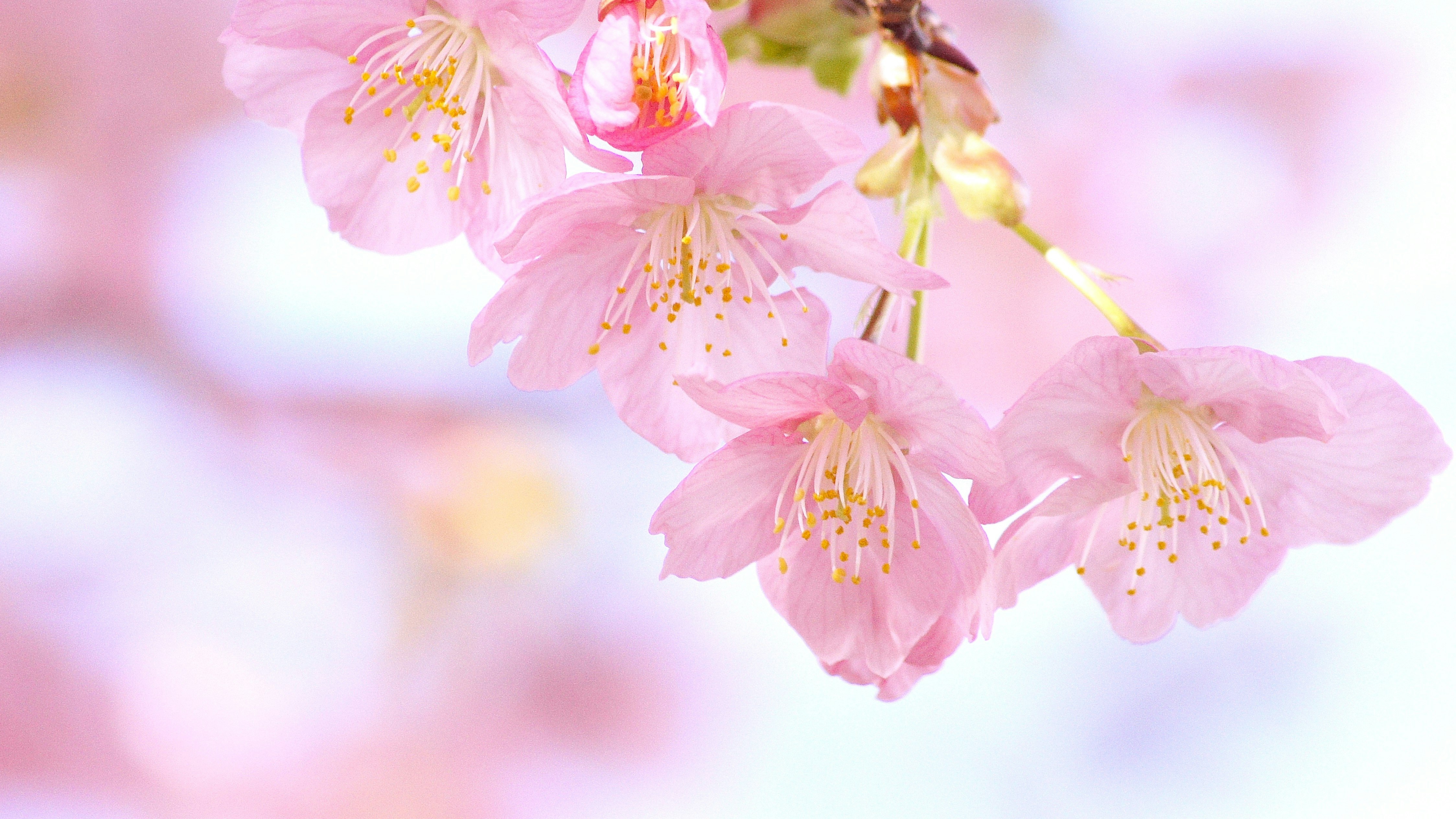 河津桜の淡いピンクの花が咲く枝先