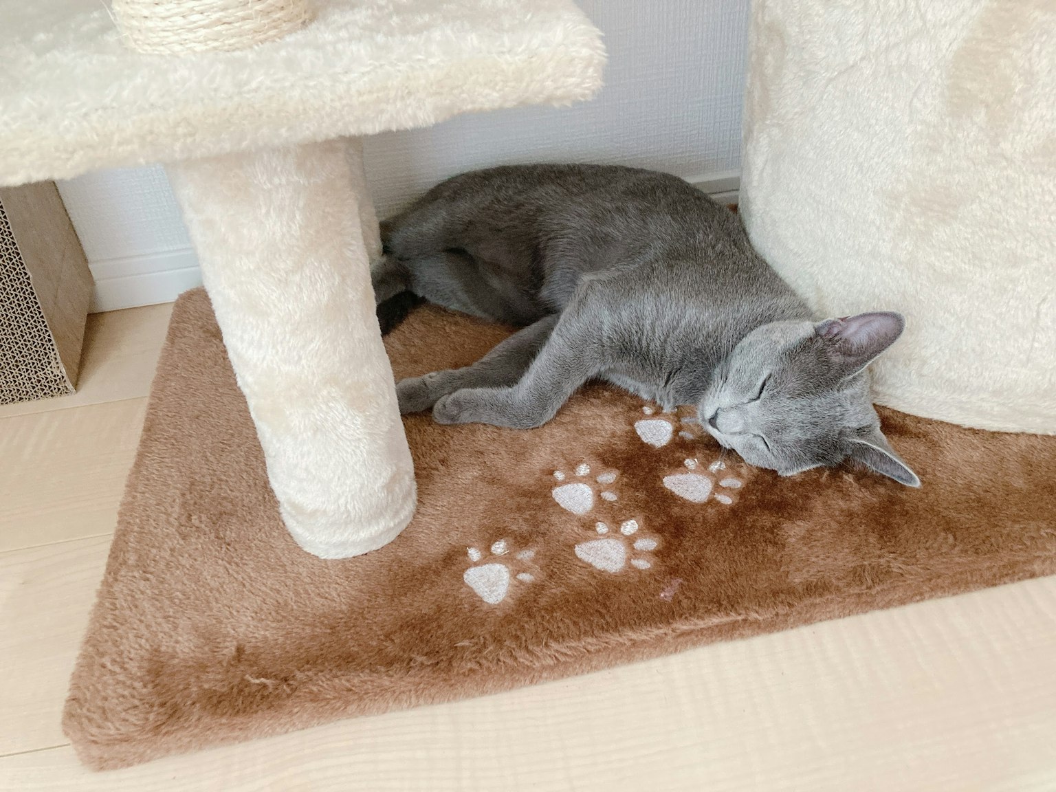 Gray cat sleeping near a cat tower paw prints on a brown mat