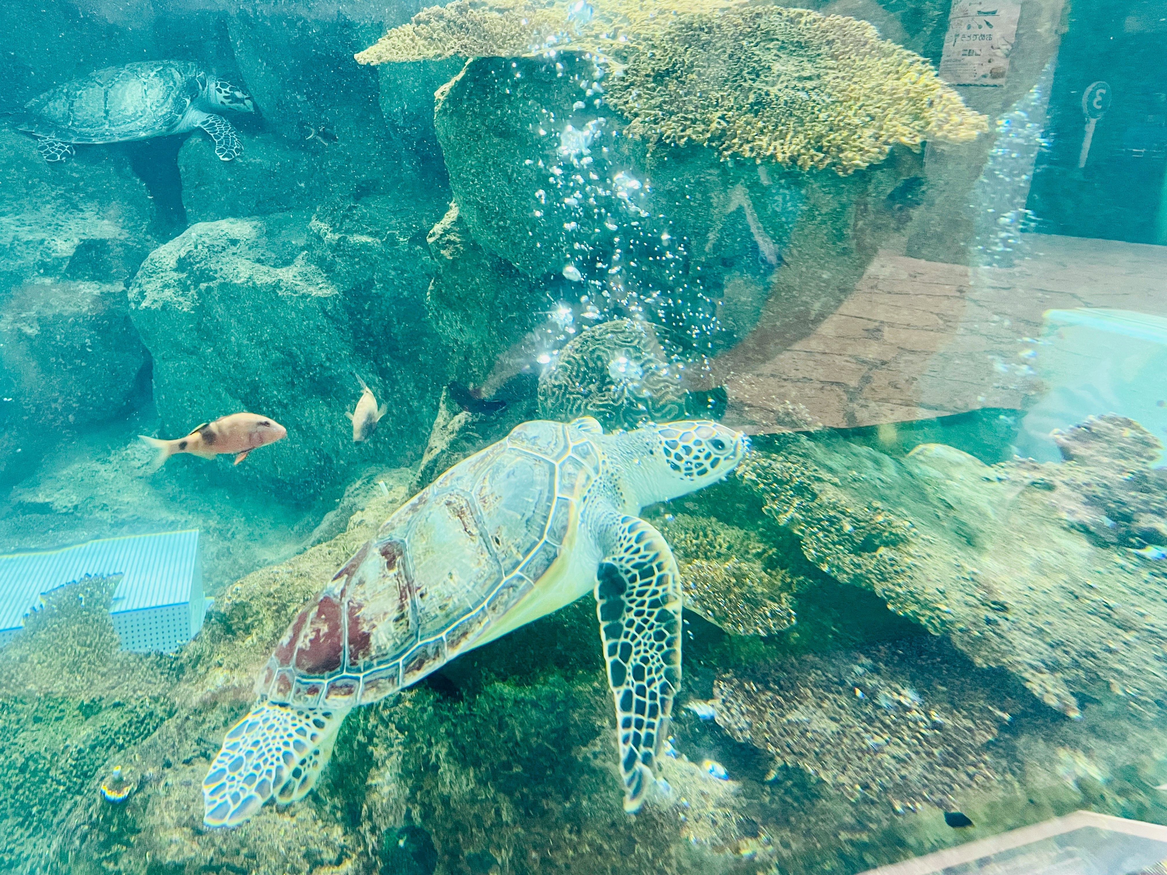 scène sous-marine de tortues marines et de poissons nageant dans un aquarium