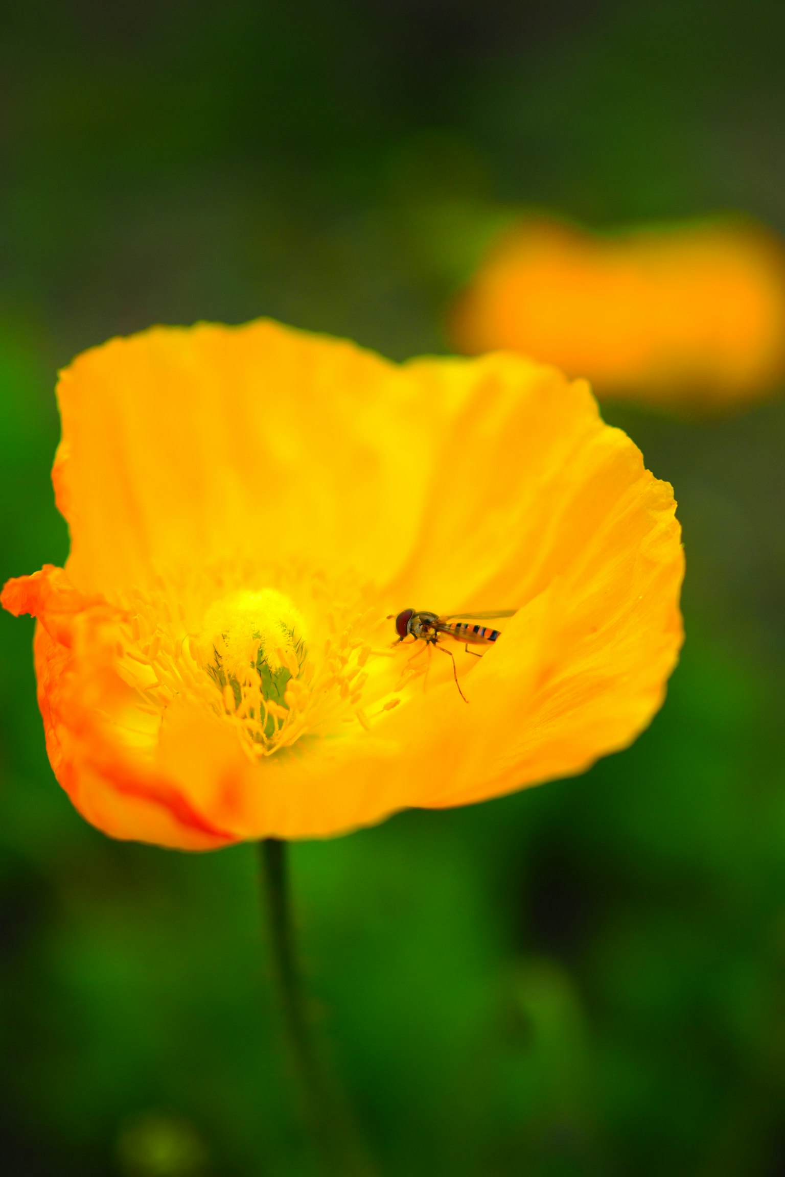 Un fiore di papavero arancione vivace con un piccolo insetto appoggiato