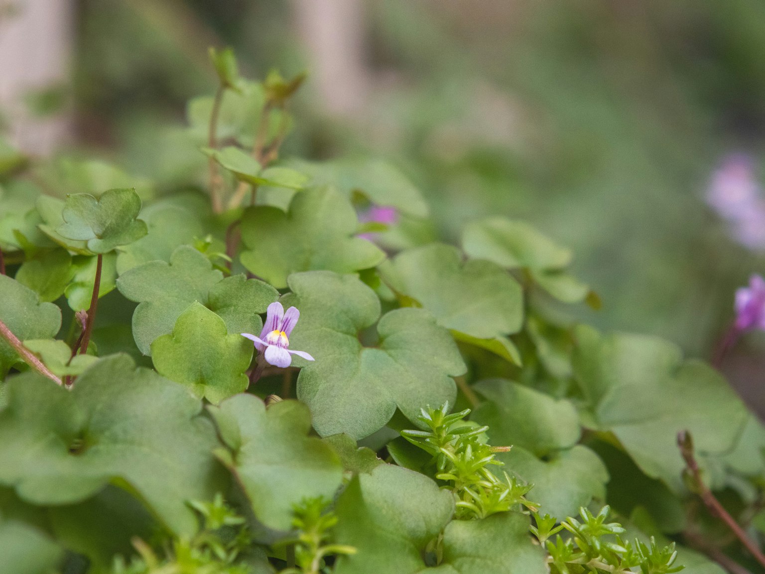 A small purple flower blooming among green leaves