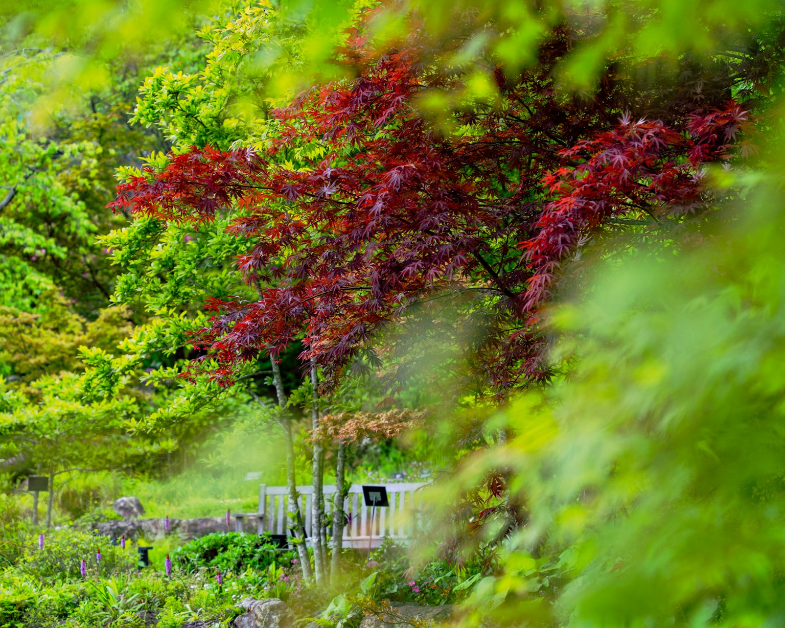 Jardin luxuriant avec un arbre à feuilles rouges entouré de feuillage vert vif