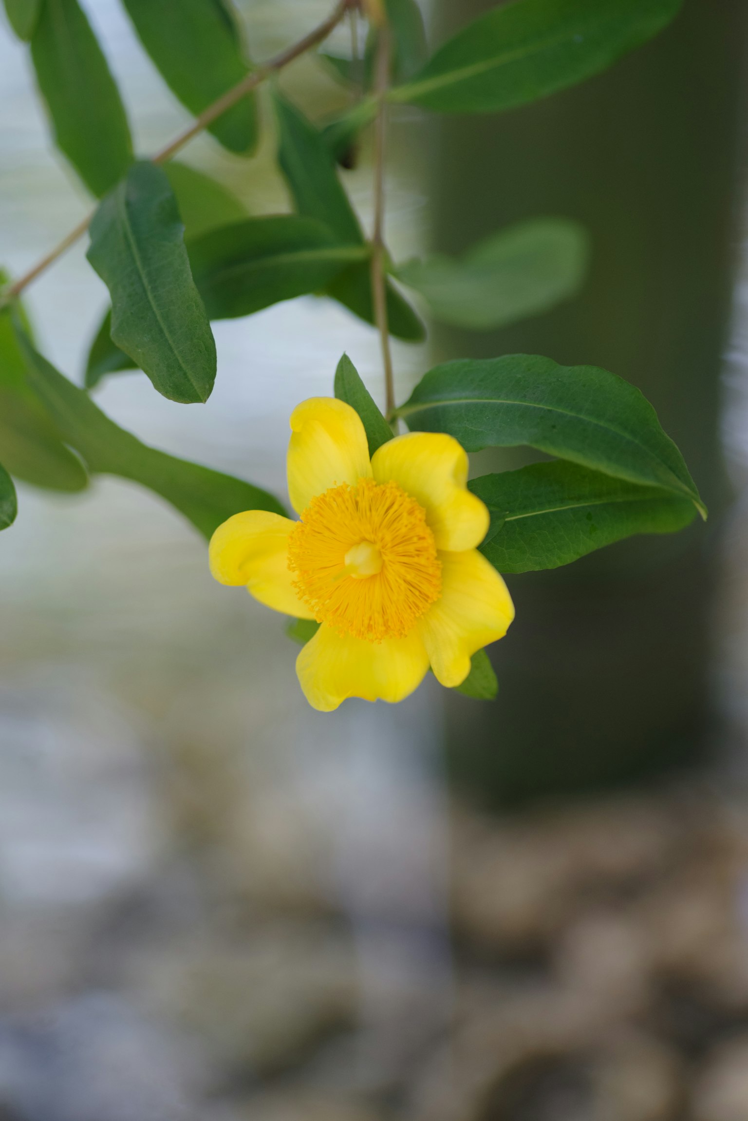 Fleur jaune vibrante suspendue parmi des feuilles vertes