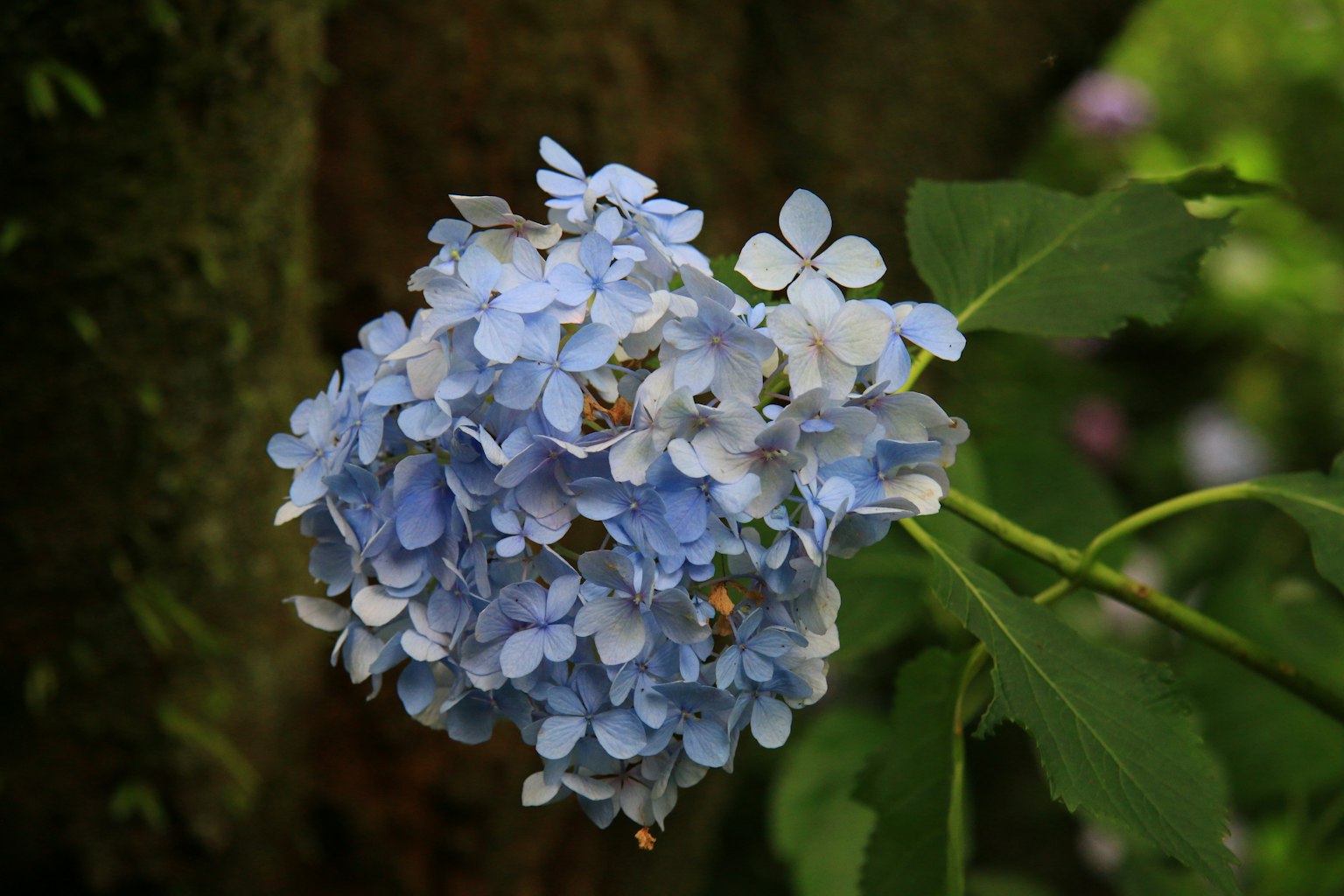 Sekelompok bunga hydrangea biru dikelilingi oleh daun hijau