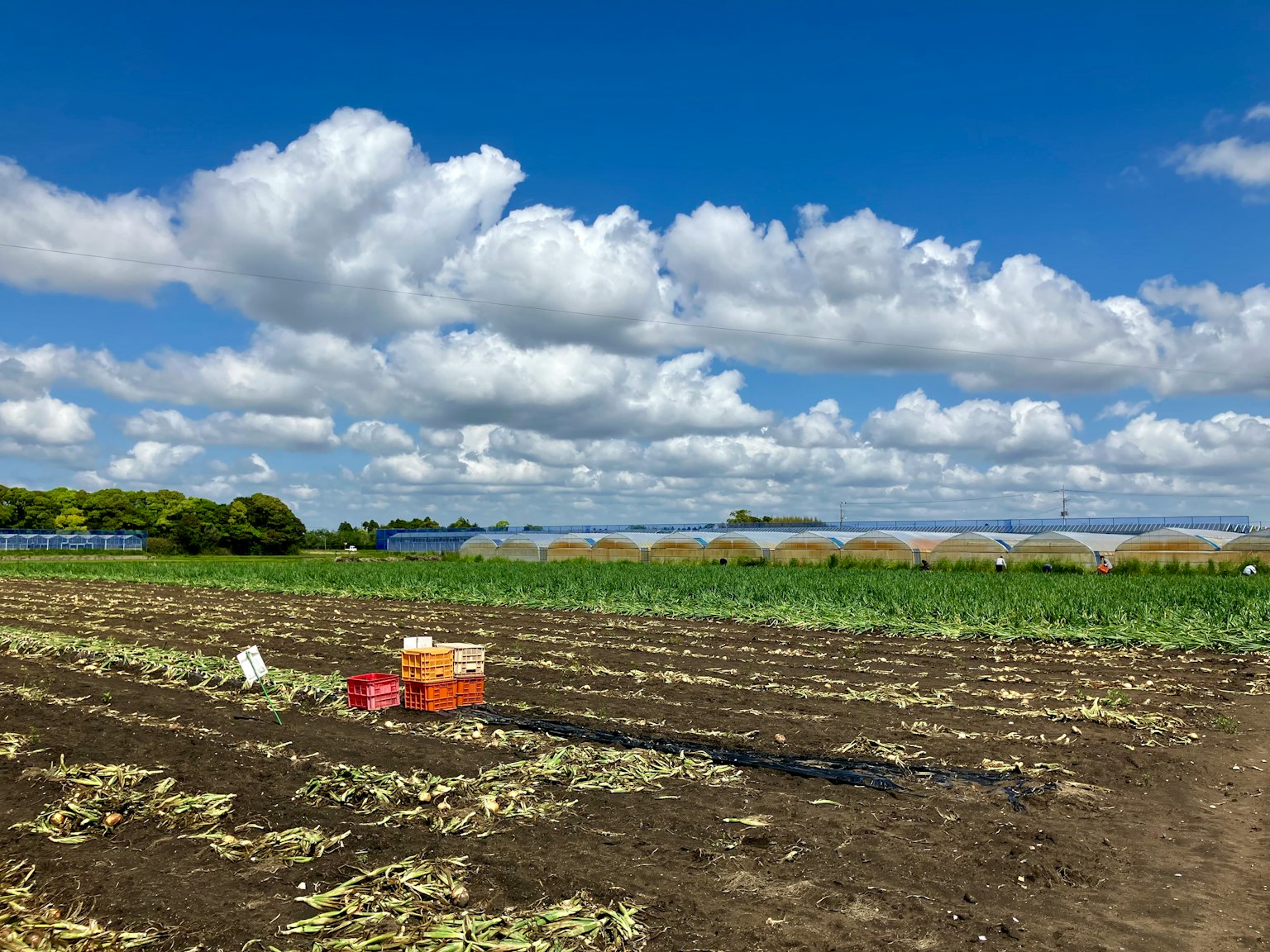 A farm landscape under a blue sky with white clouds featuring crates of harvested crops