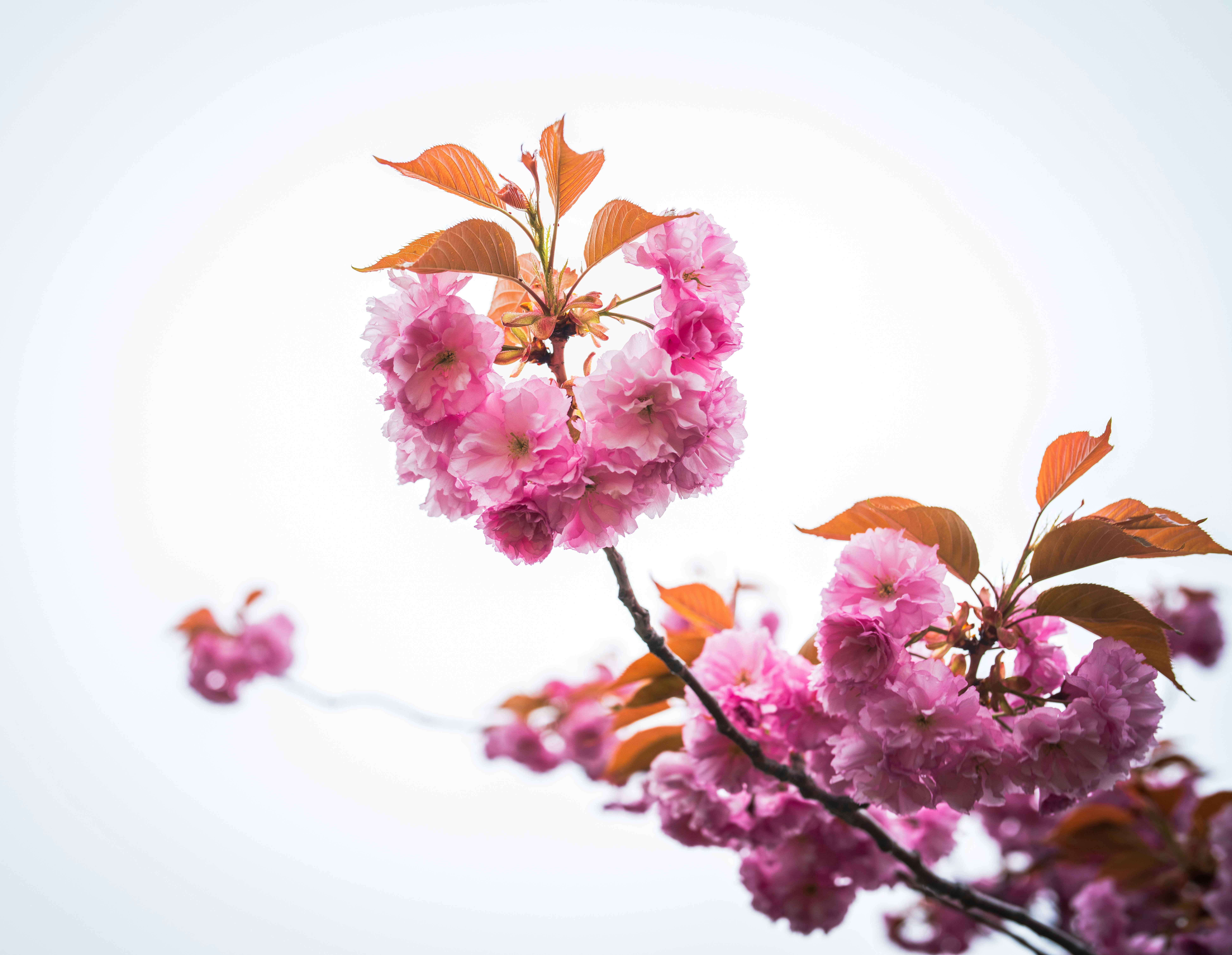白背景に咲くピンクの花の枝