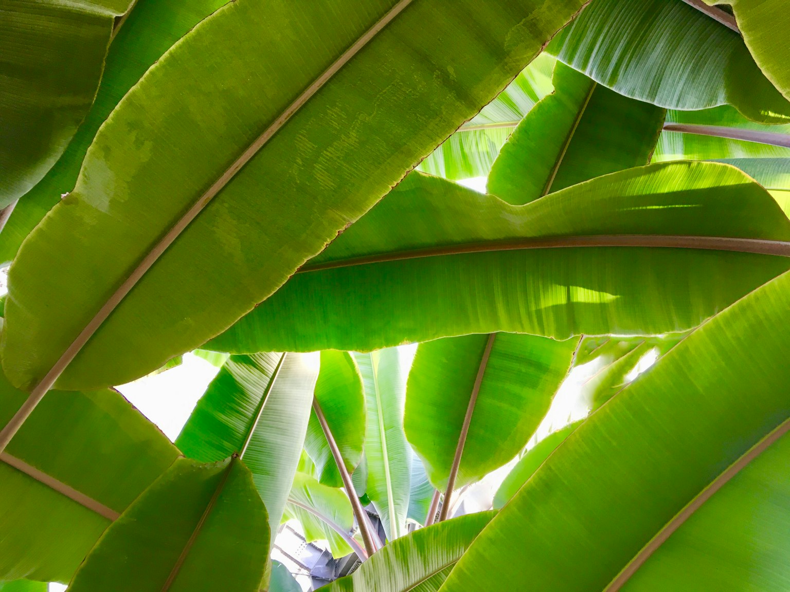 Foglie di banana verdi sovrapposte con luce che filtra