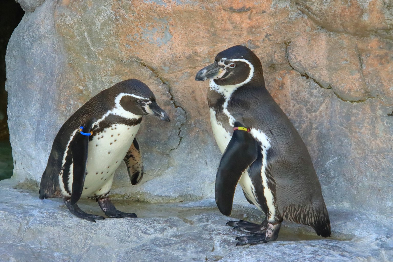 Zwei Pinguine stehen vor einem Felsen
