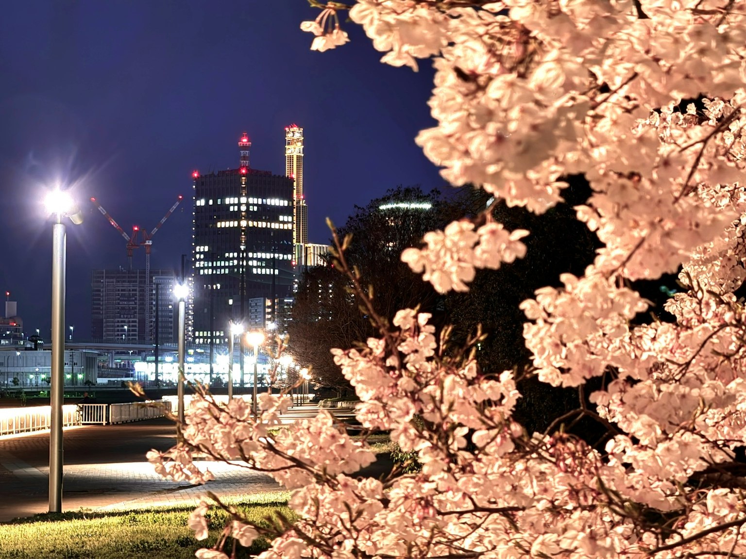 美丽的夜景，樱花与城市天际线相映成趣