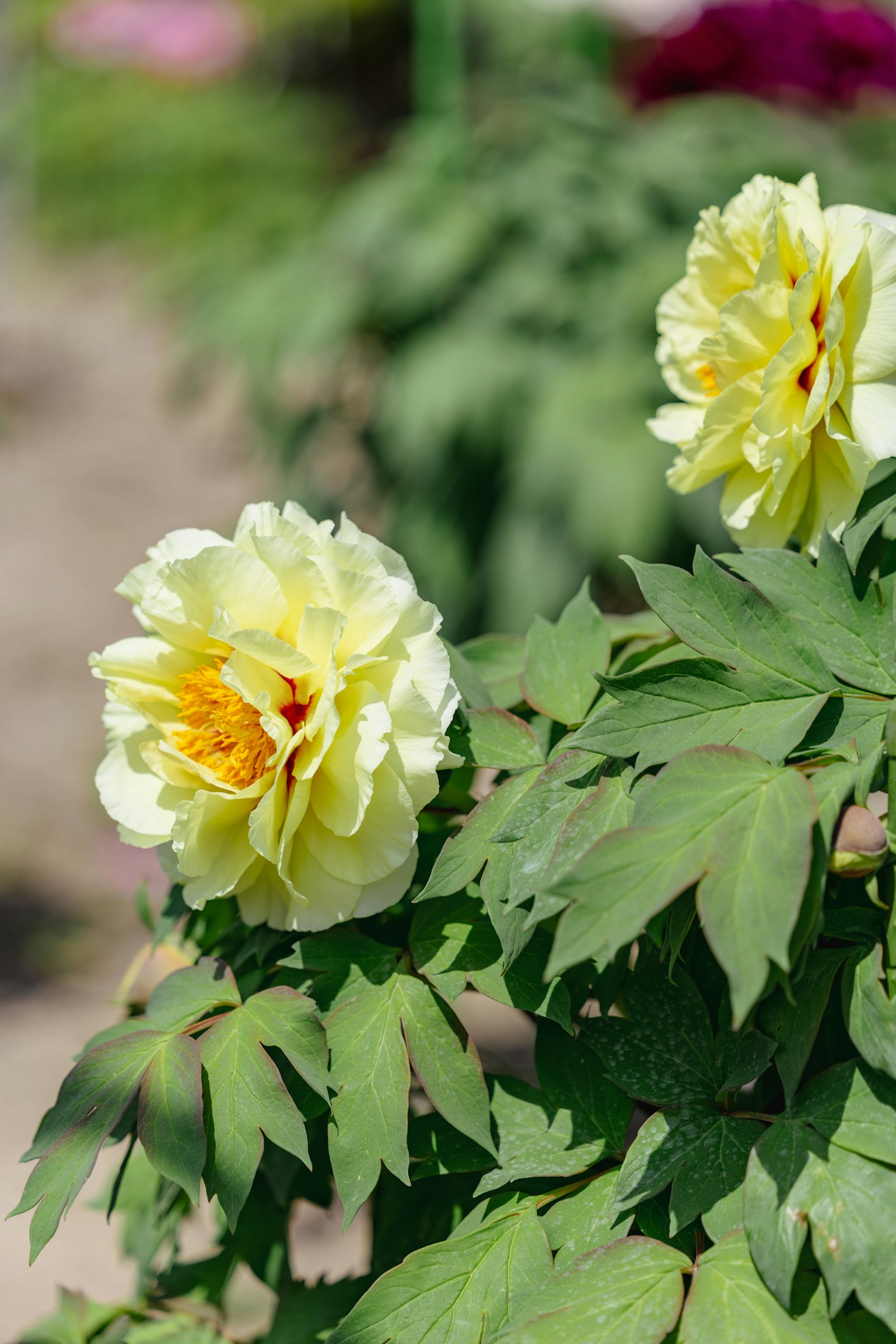 Primo piano di una pianta con fiori gialli e foglie verdi