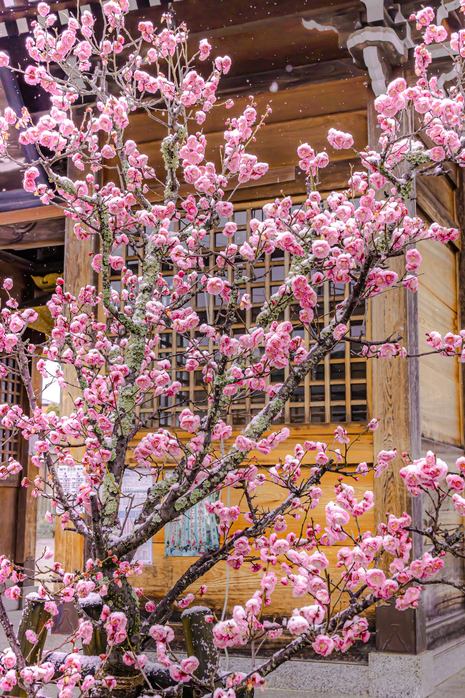 Albero di ciliegio in piena fioritura con fiori rosa vicino a un edificio in legno