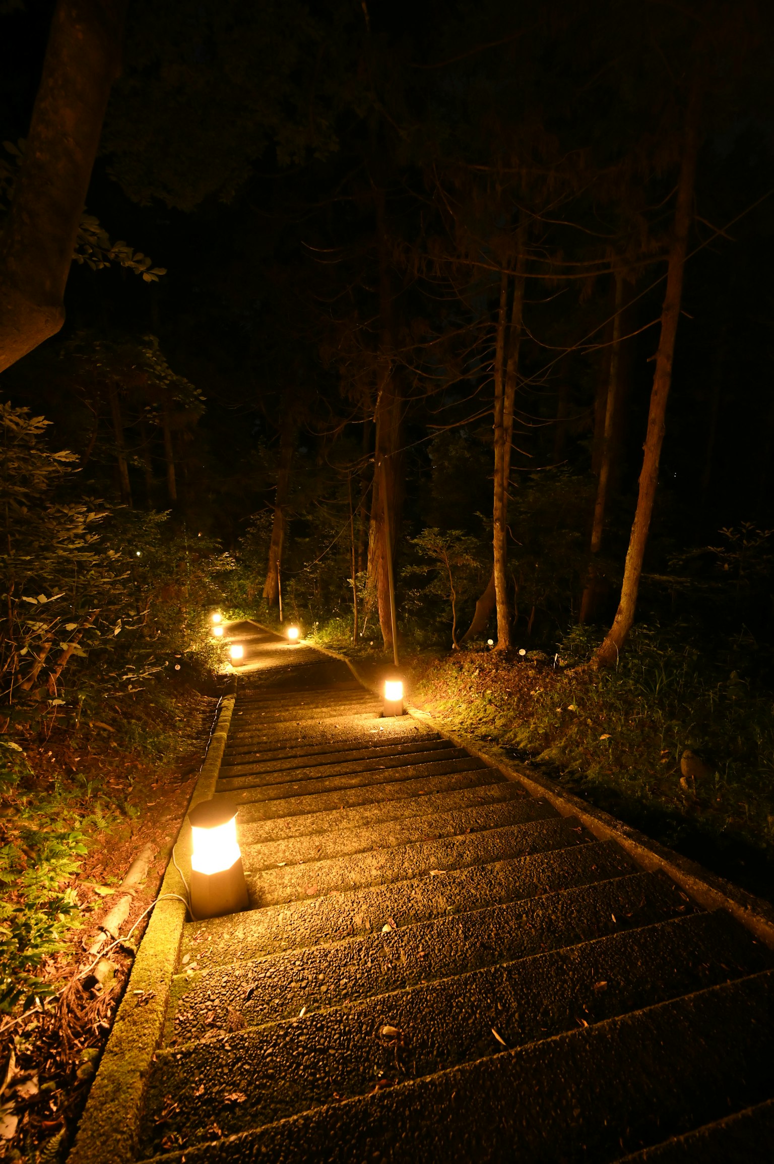 Illuminated stone steps in a dark forest