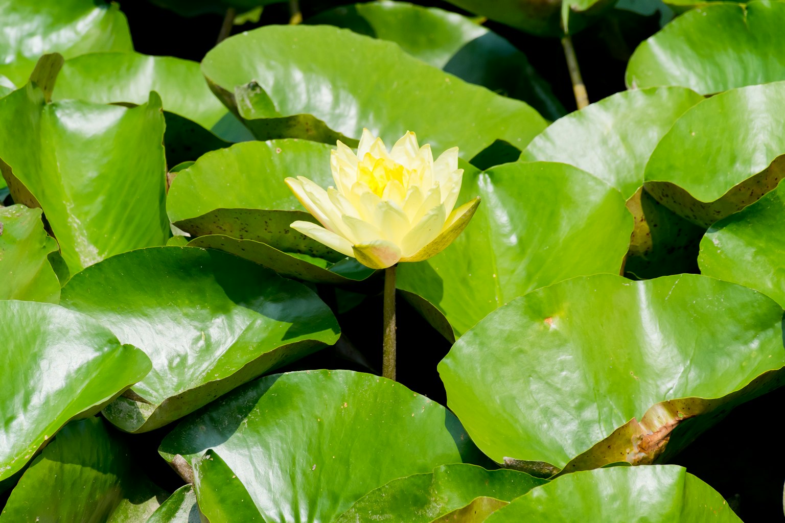 Una flor de lirio amarillo emergiendo entre hojas verdes de lirio en la superficie del agua