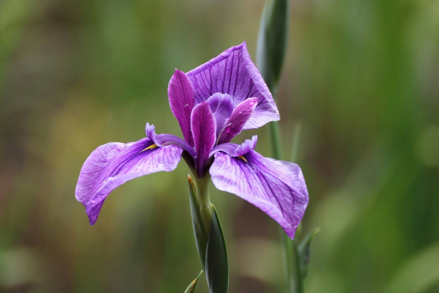 Iris flower with purple petals blooming against a green background