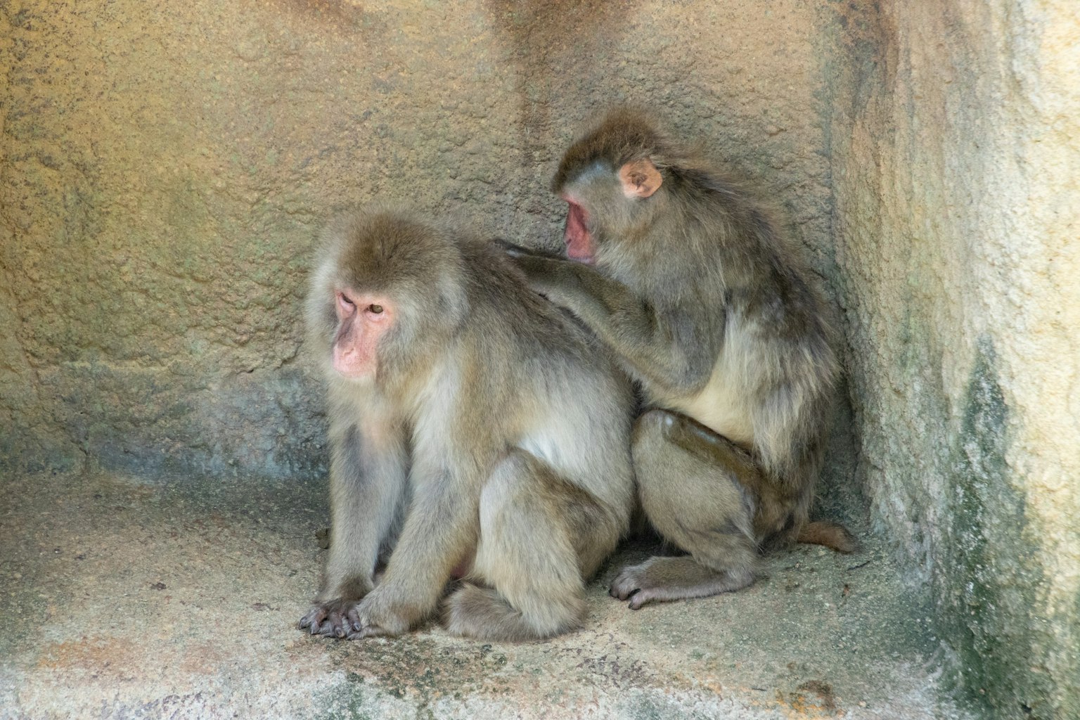 Dos monos sentados en una esquina uno acicalando al otro
